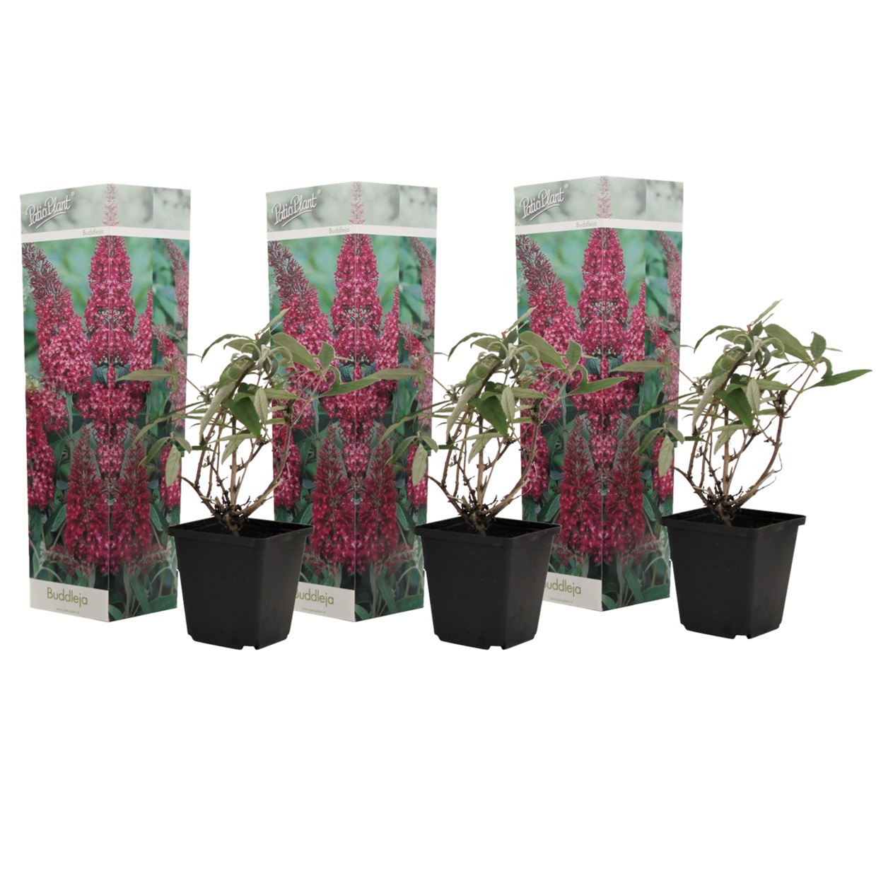 Vlinderstruik - Set van 3 - Buddleja'Pink Delight'- Hoogte 25-40cm -⌀9cm afbeelding