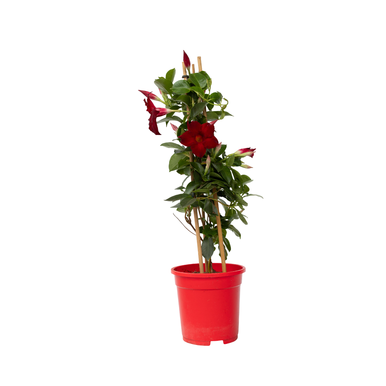 Dipladenia - Mandeville'Rio Deep Red'- Hoogte 60-70cm -⌀17cm afbeelding