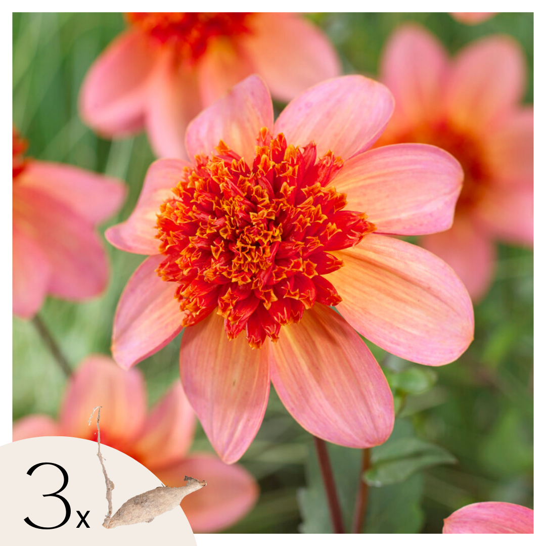 Dahliaknollen - Set van 3 - Dahlia'Totally Tangerine'- Oranje afbeelding