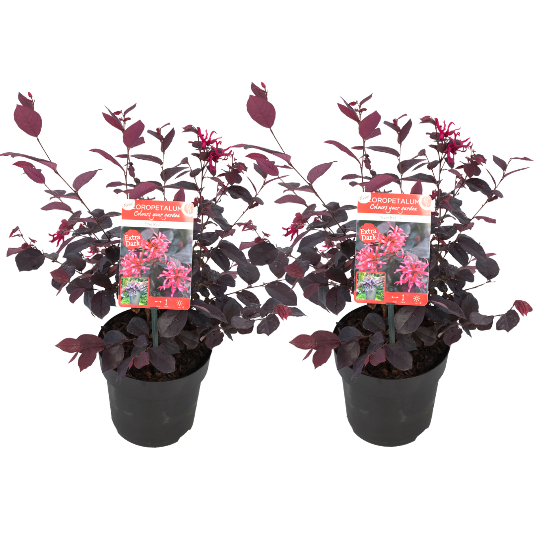 Heksenstruik - Set van 2 - Loropetalum'Ever Red'- Hoogte 25-35cm -⌀13cm afbeelding