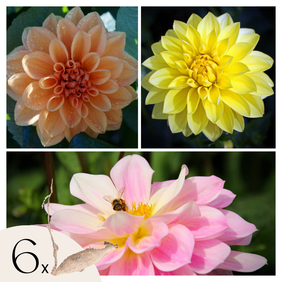 Dahliaknollen - Set van 6 - Dahlia'Waterlily Mix' afbeelding