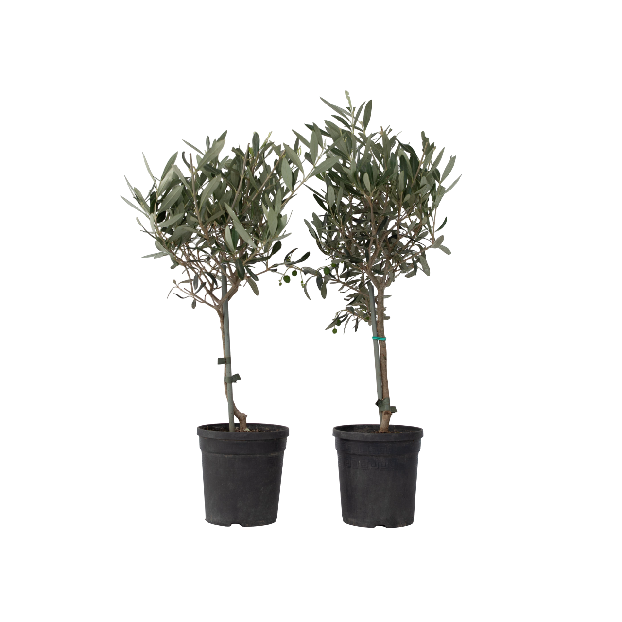 Olijfboom - Set van 2 - Olea europaea - Hoogte 50-60cm -⌀14cm afbeelding