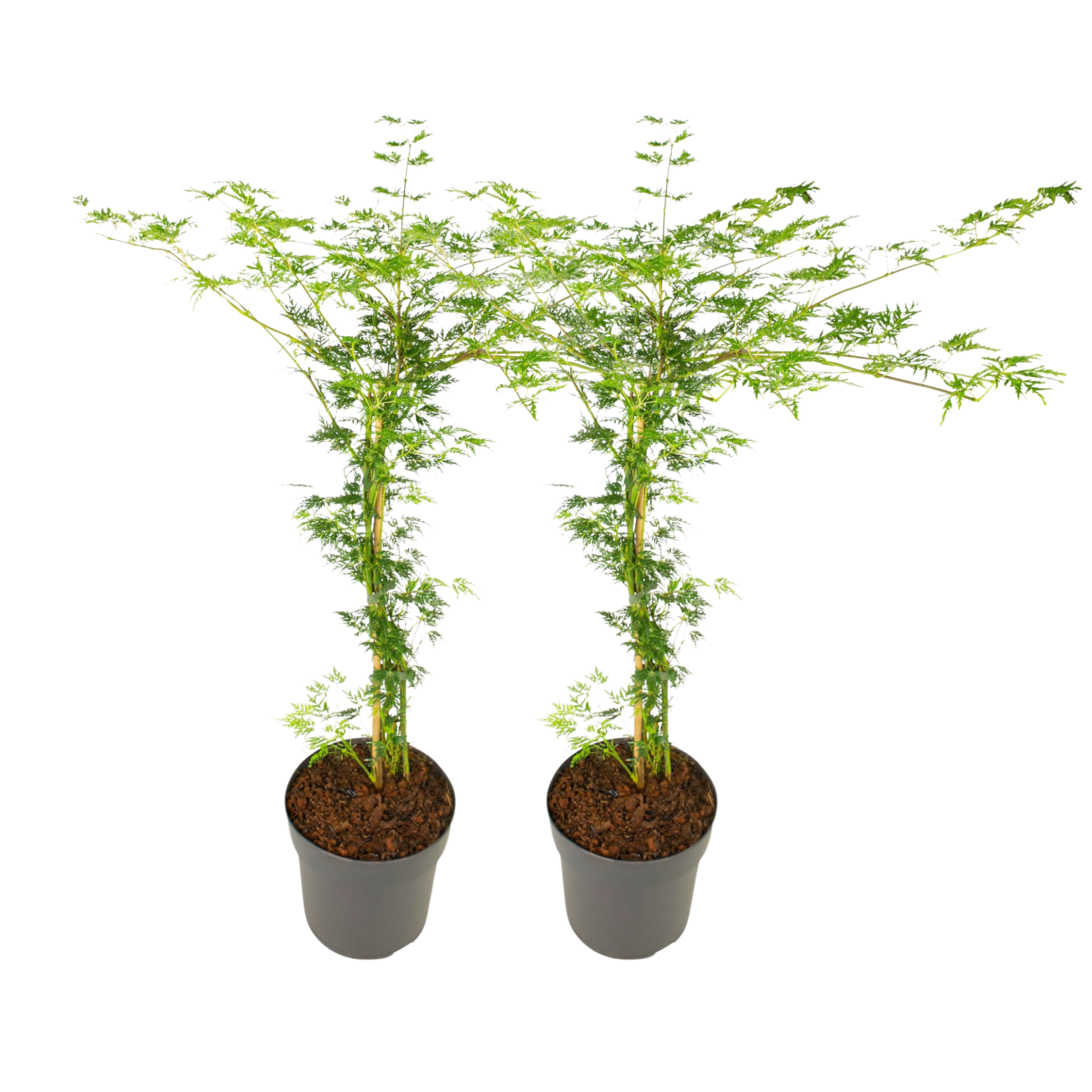 Japanse Esdoorn - Set van 2 - Acer'Emerald Lace'- Hoogte 60-70cm -⌀19cm afbeelding