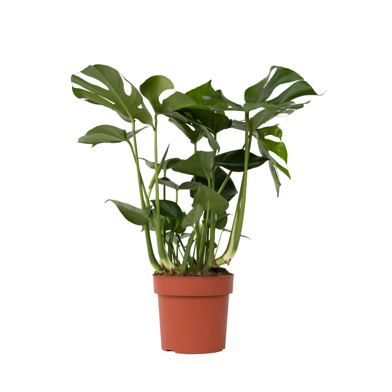 Gatenplant - Monstera deliciosa - Hoogte 70-80cm -⌀21cm afbeelding
