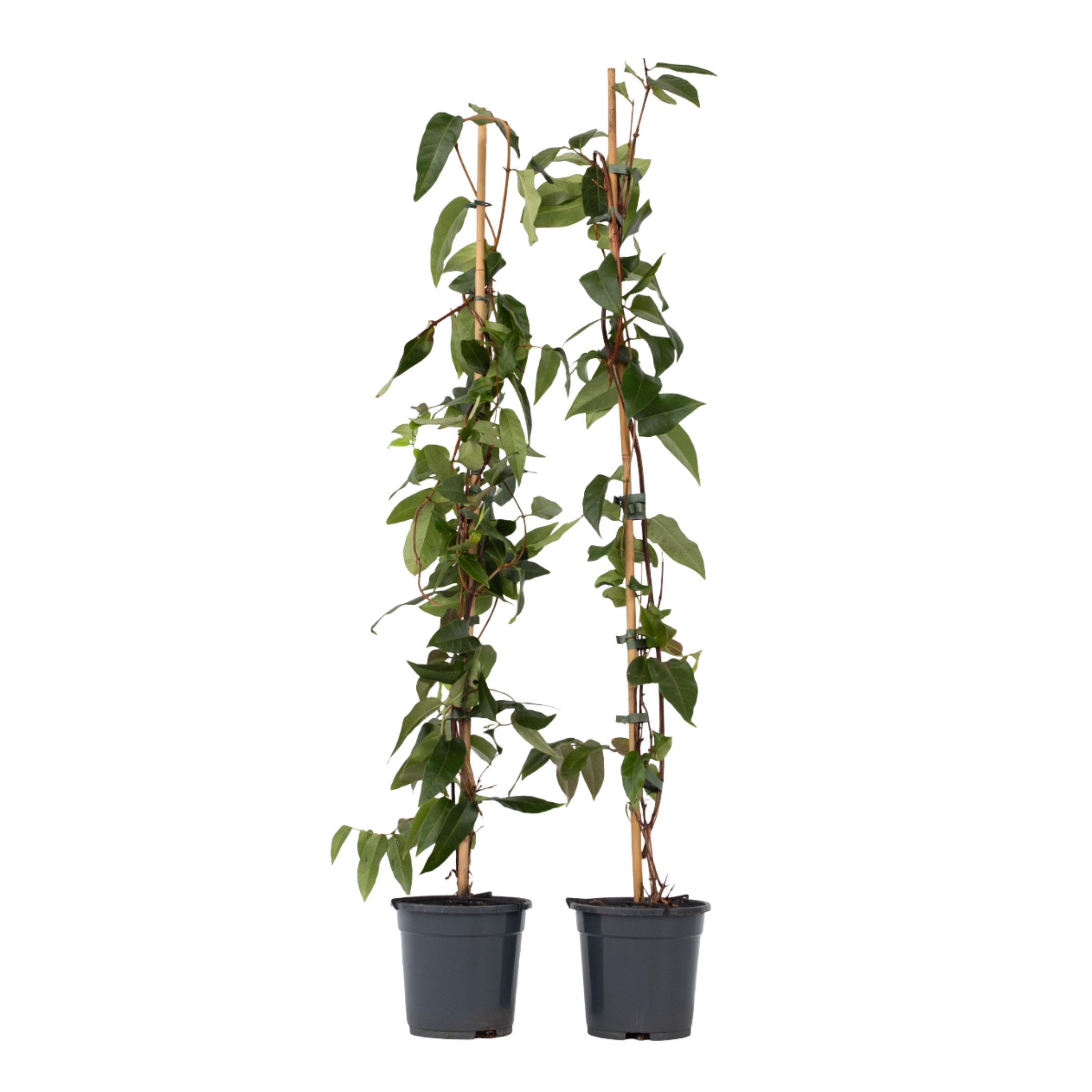 Kamperfoelie - Set van 2 - Lonicera'Copper Beauty'- Hoogte 110-120cm -⌀17cm afbeelding