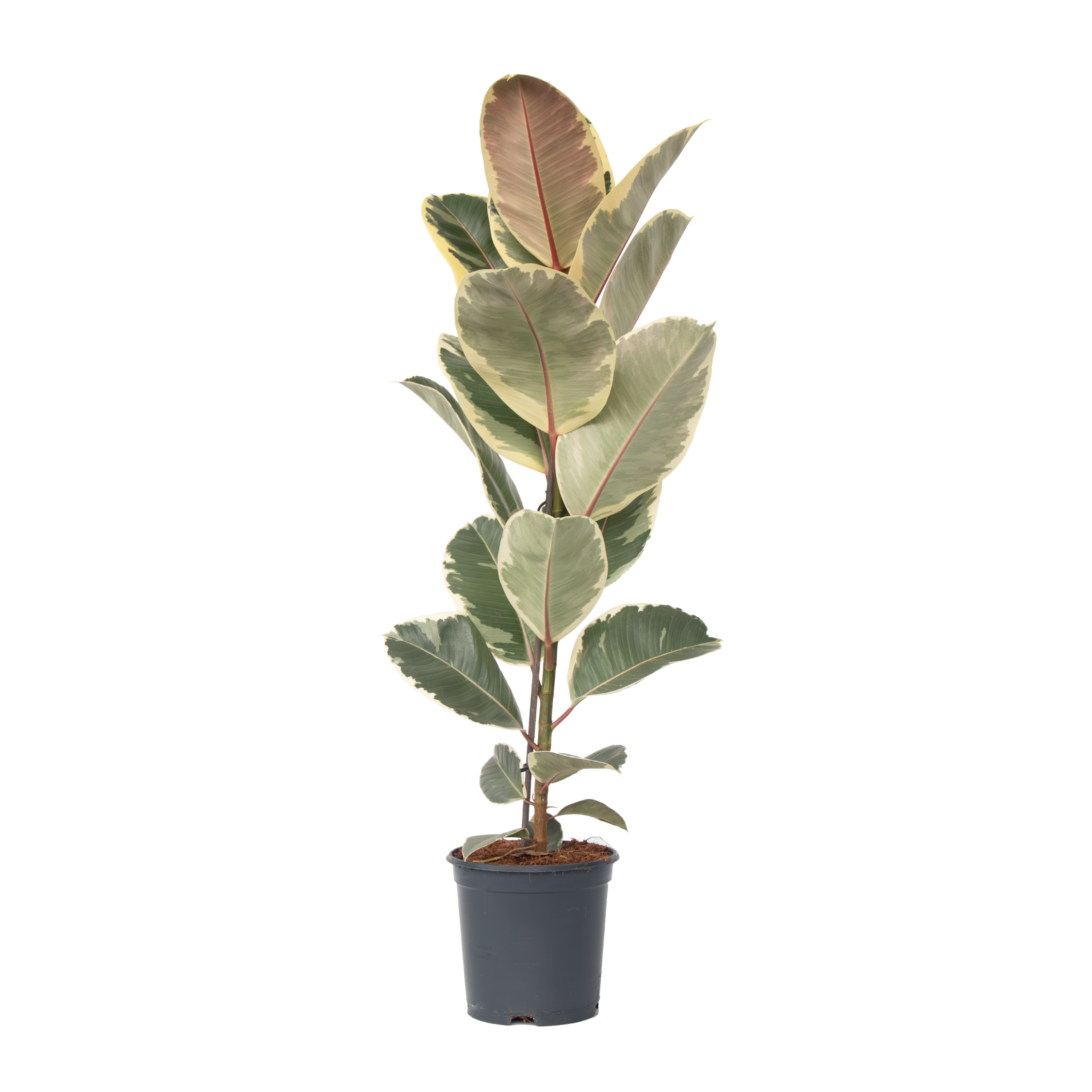 Rubberplant - Ficus Elastica'Tineke'- Hoogte 75-100cm -⌀24cm afbeelding