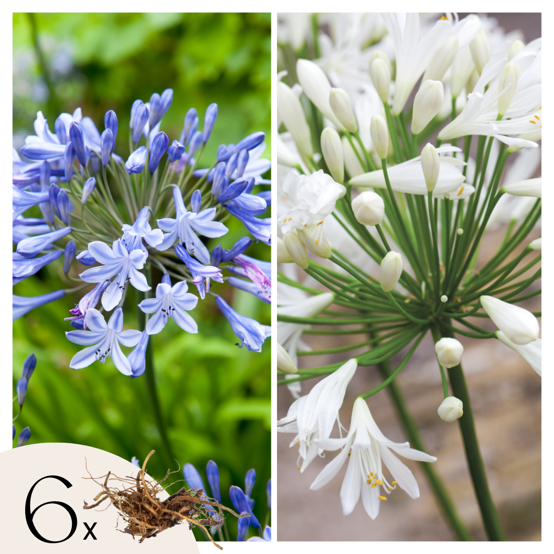 Afrikaanse lelie - Set van 6 - Agapanthus Africanus, Orientalis - Wortelstokken afbeelding