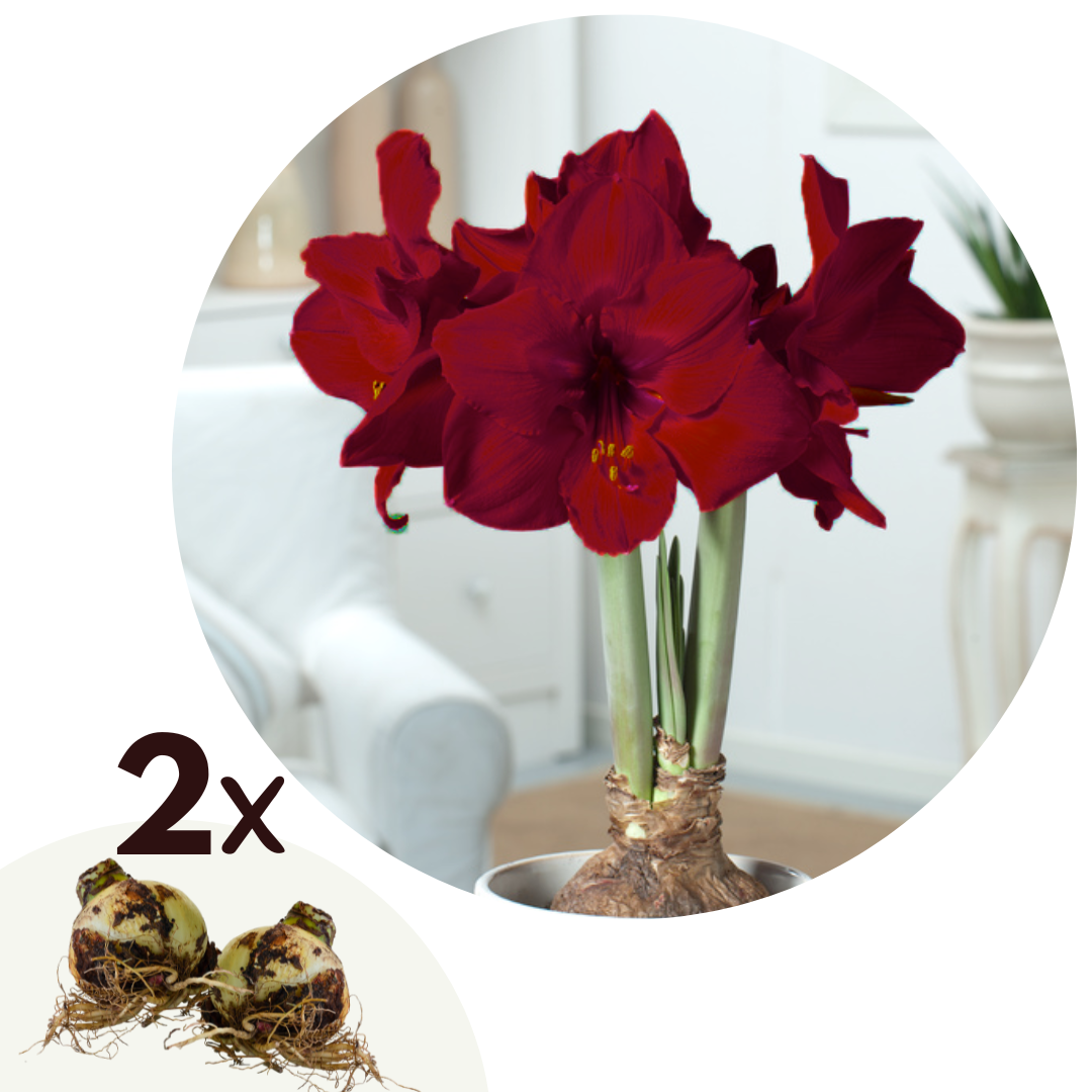 Amaryllis - Set van 2 - Hippeastrum - Bloembol - Rood afbeelding
