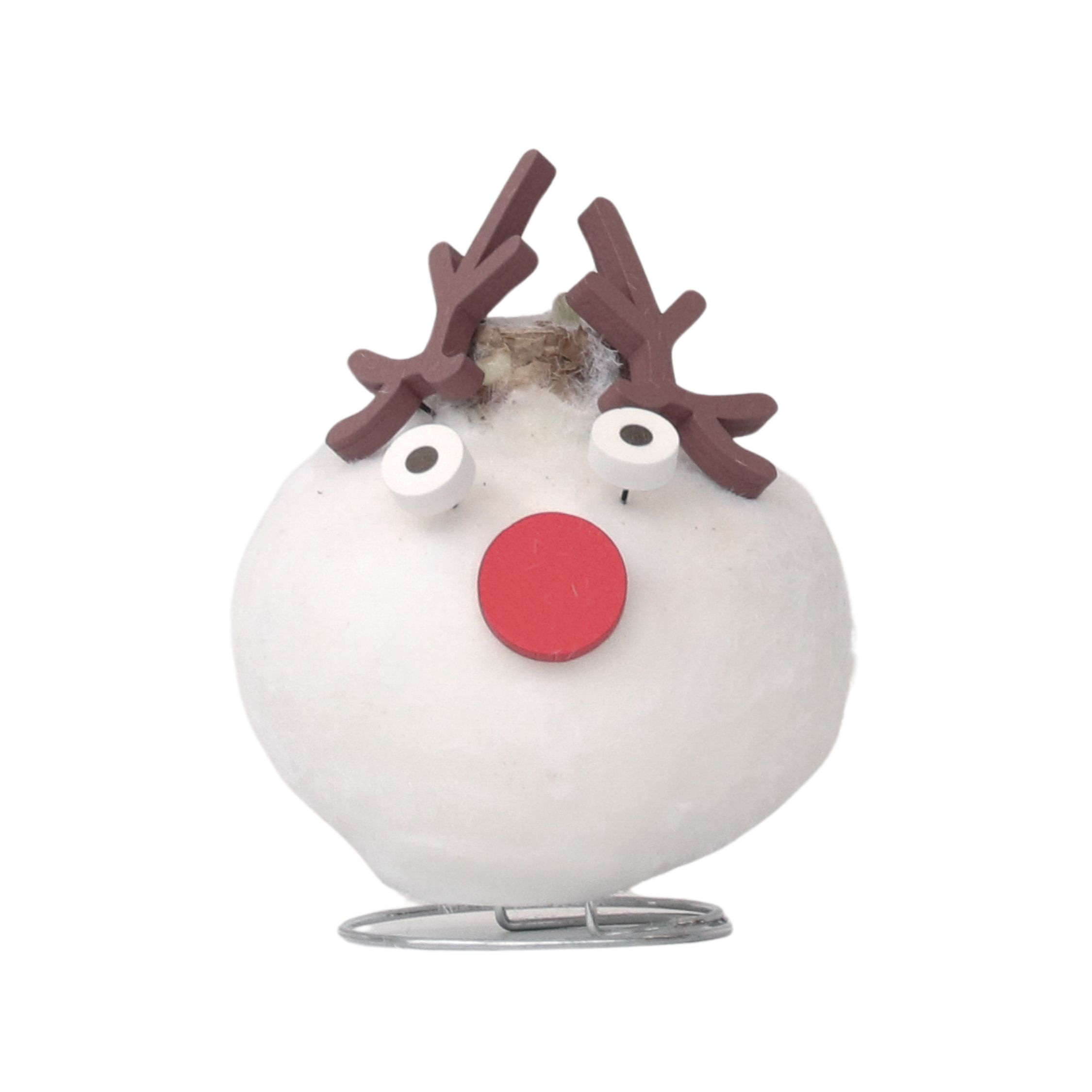 Amarylis - Hippeastrum 'Voskový speciál Sob'