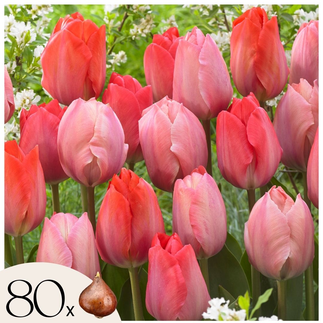 Tulpenbollen - Set van 80 - Tulipa'Salmon','Van Eijk'- Bloembollen - Rood afbeelding