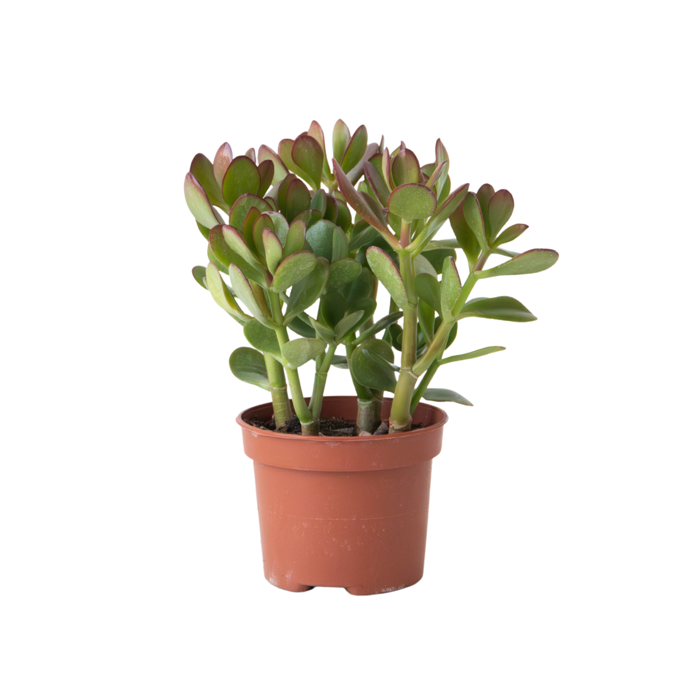 Geldboom - Crassula ovata - Hoogte 15-25 cm -ø 12 cm afbeelding