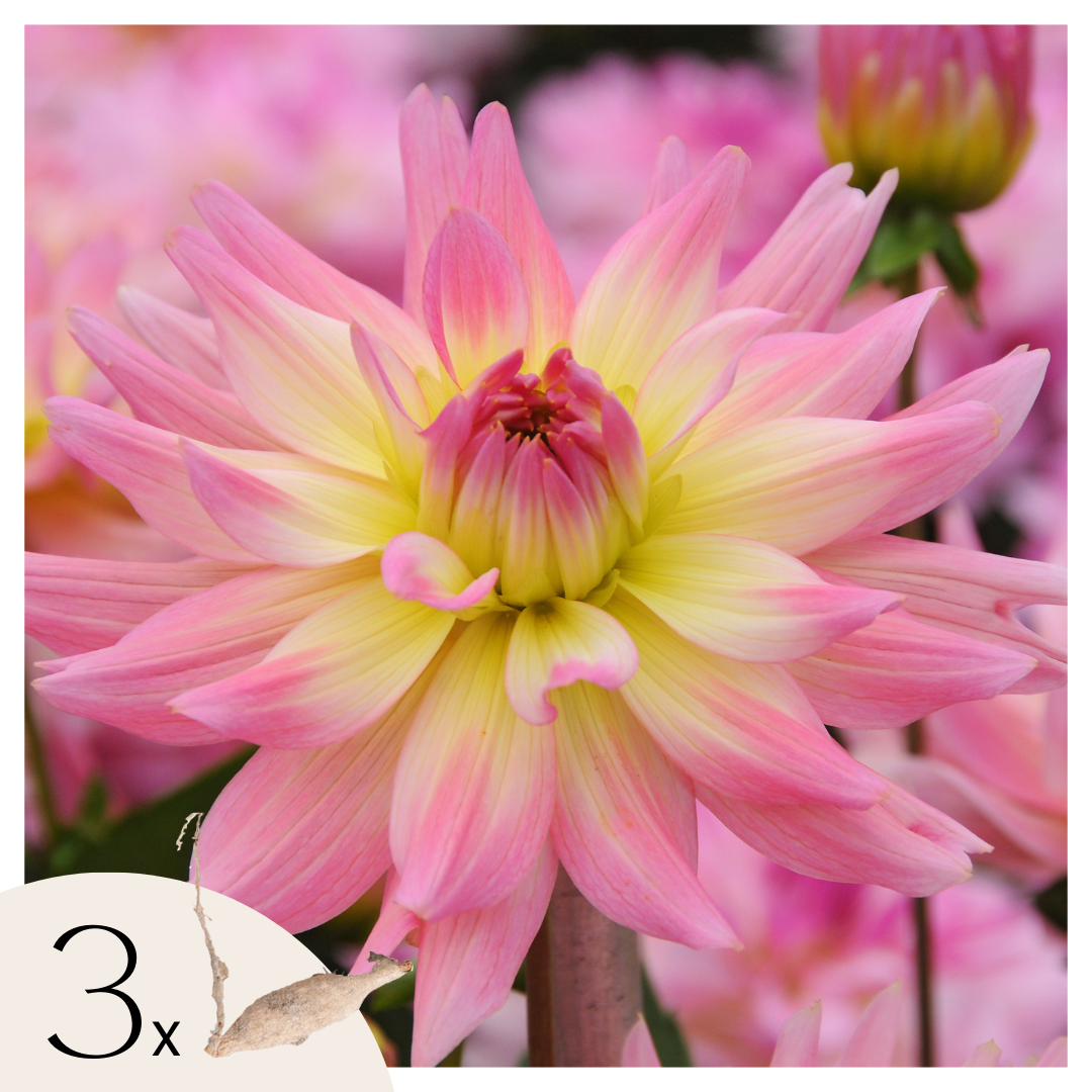 Dahliaknollen - Set van 3 - Dahlia'Melody Gipsy' afbeelding
