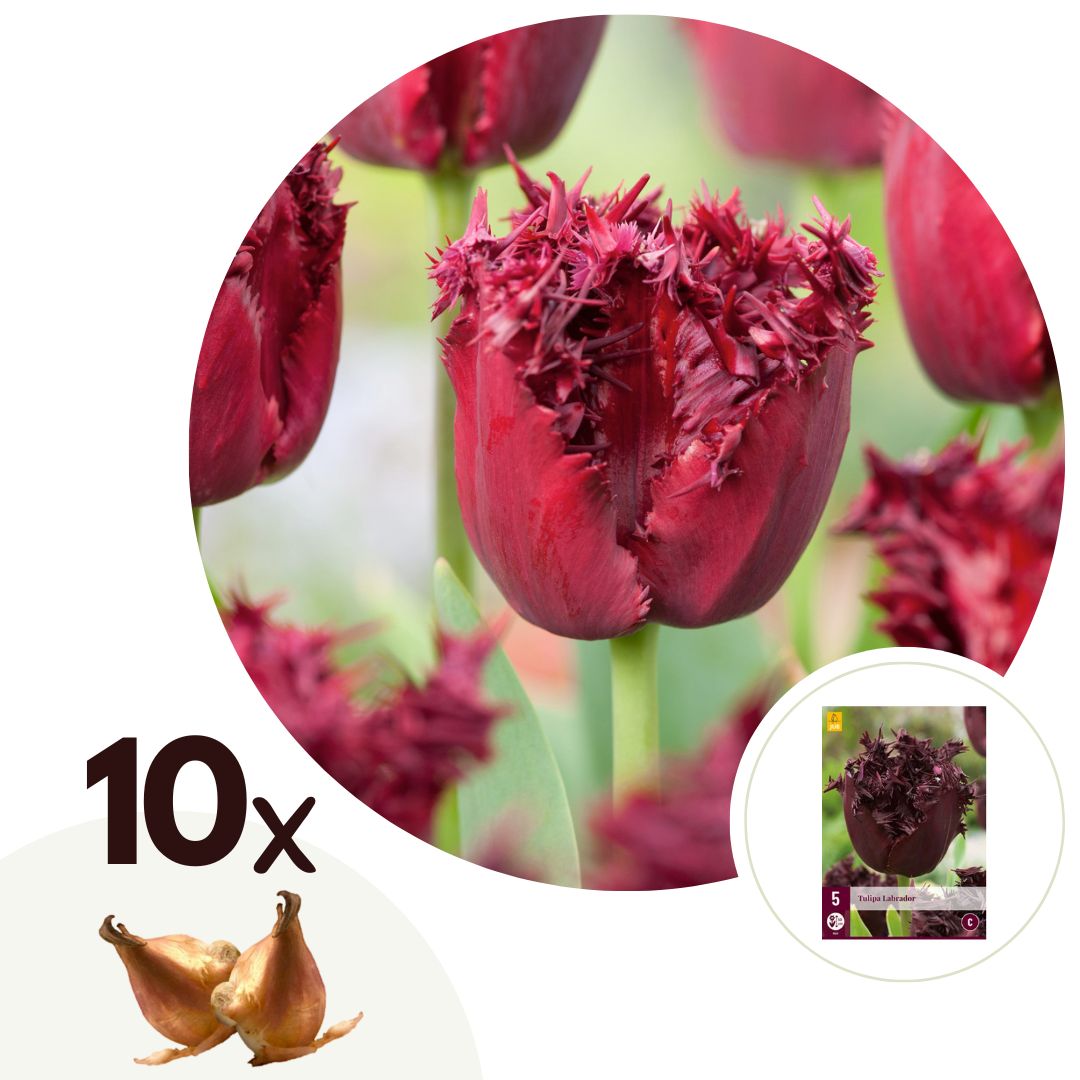 Tulpenbollen - Set van 10 - Tulipa'Labrador'- Bloembollen - Paars afbeelding