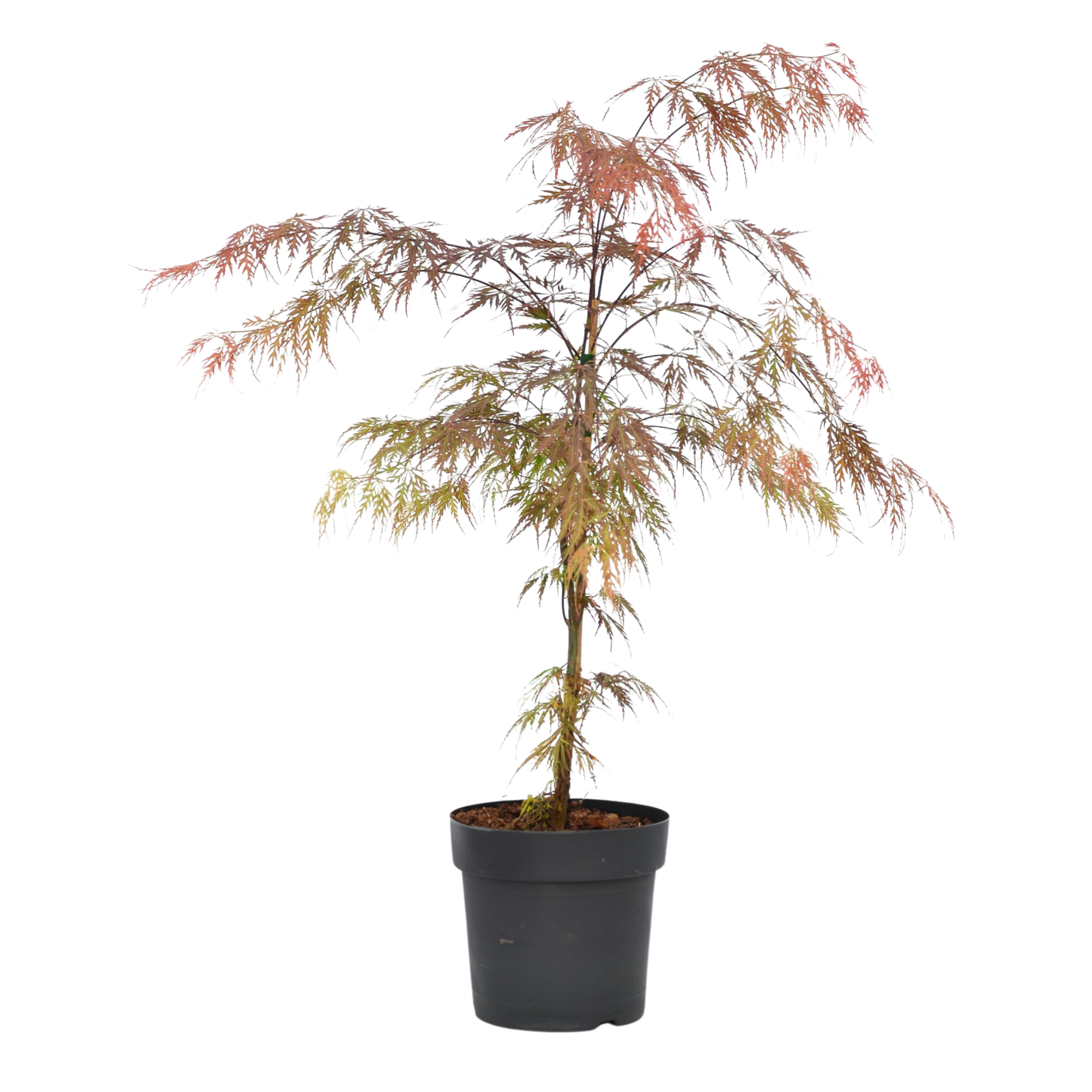 Japanse Esdoorn - Acer palmatum'Atropurpureum'- Hoogte 60-70cm -⌀19cm afbeelding