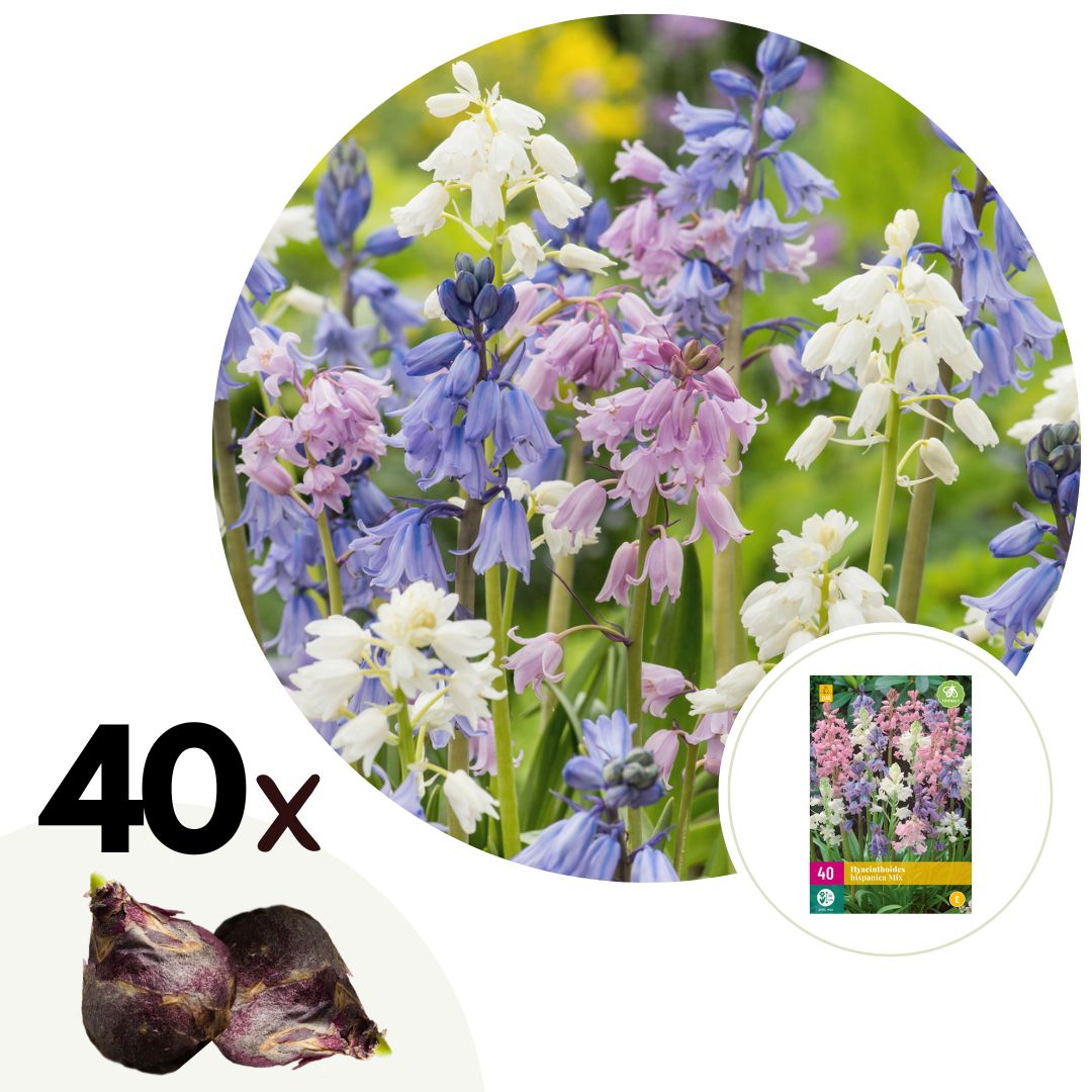 Hyacint - Set van 40 - Hyacinthoides Hispanica - Bloembollen afbeelding
