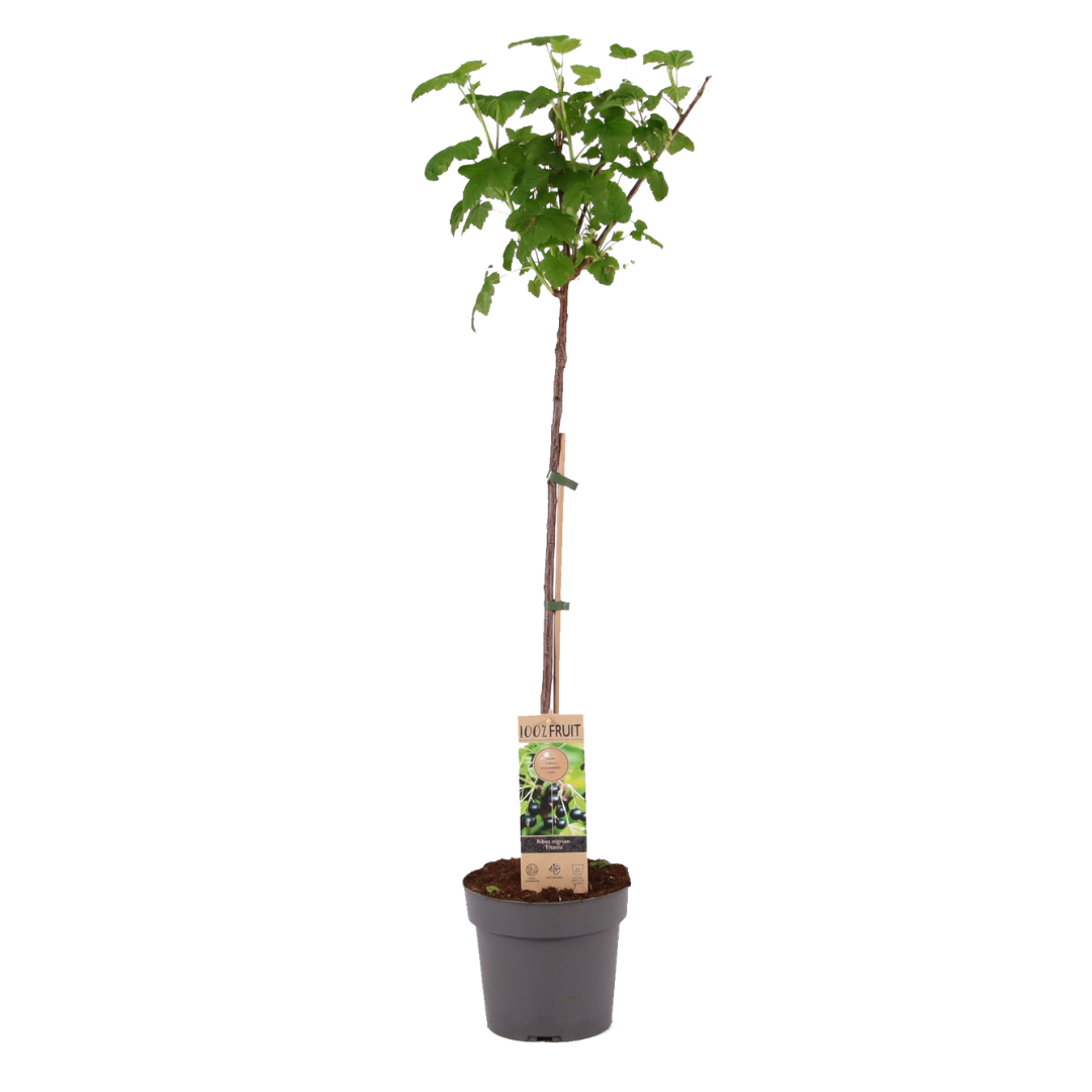 Zwarte bes - Ribes nigrum'Titania'- Hoogte 90-100cm -⌀21cm afbeelding