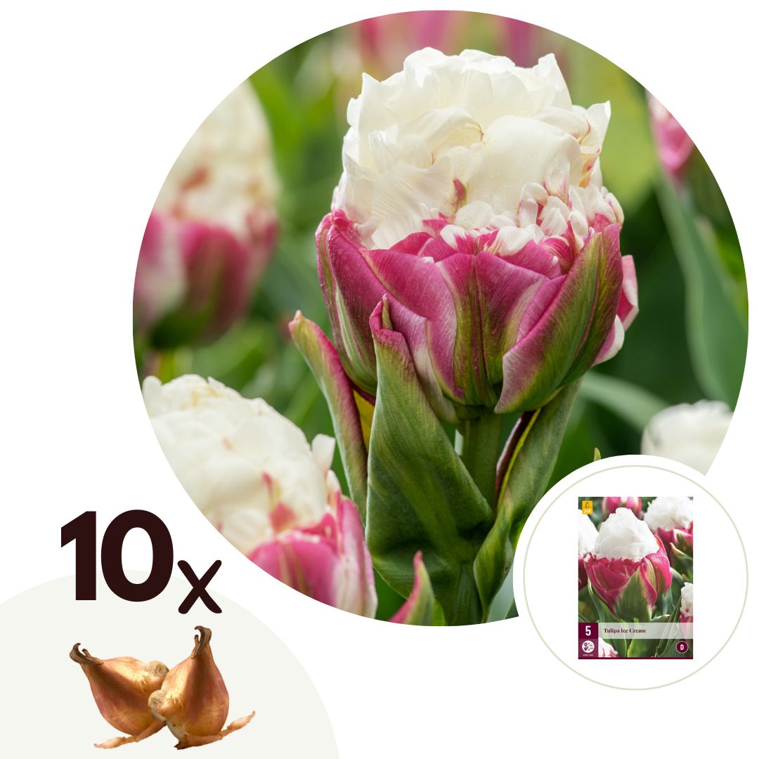 Tulpenbollen - Set van 10 - Tulipa'Ice Cream'- Bloembollen - Paars afbeelding