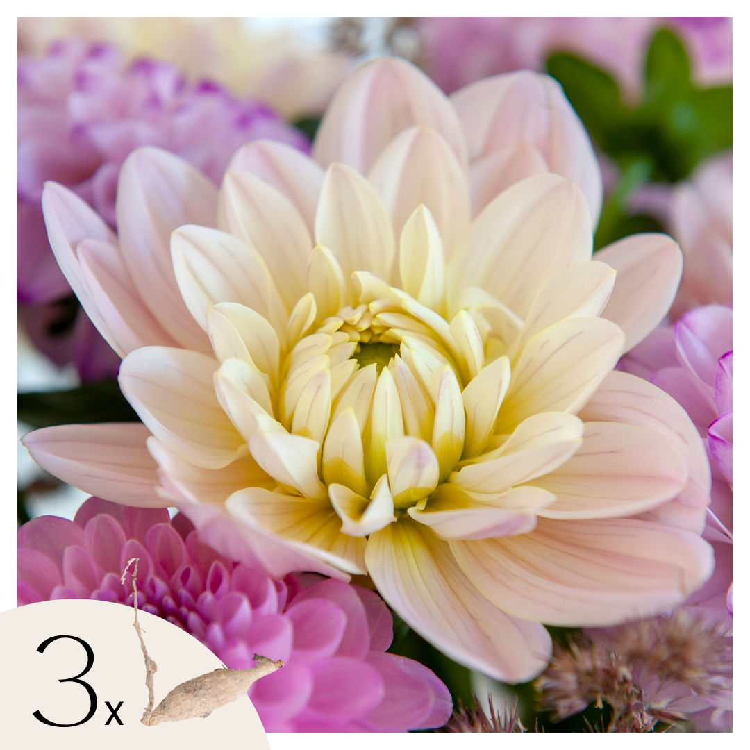 Dahliaknollen - Set van 3 - Dahlia'Diana's Memory' afbeelding