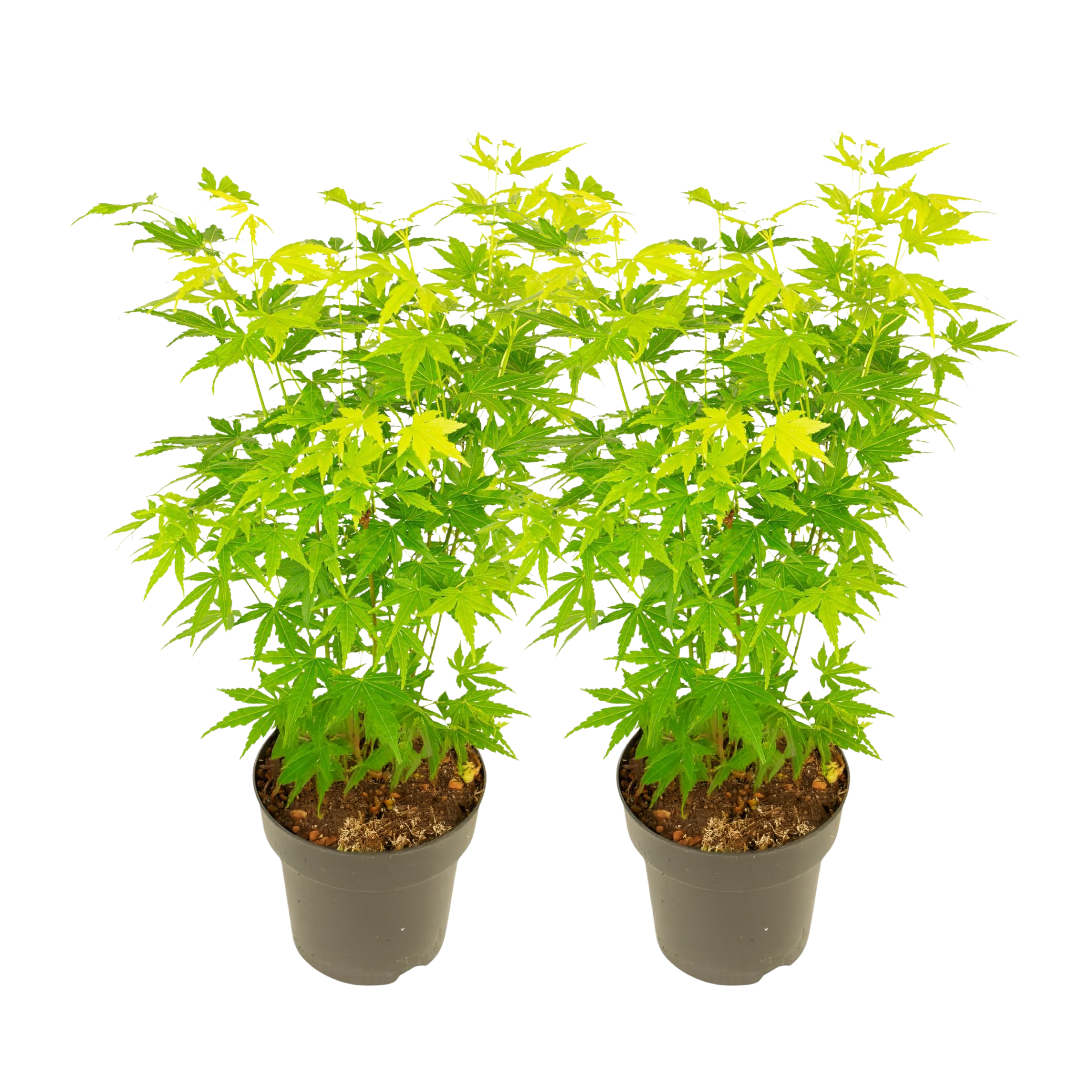Japanse Esdoorn - 2 Stuks - Acer palmatum'Going Green'- Hoogte 35-55cm -⌀15cm afbeelding