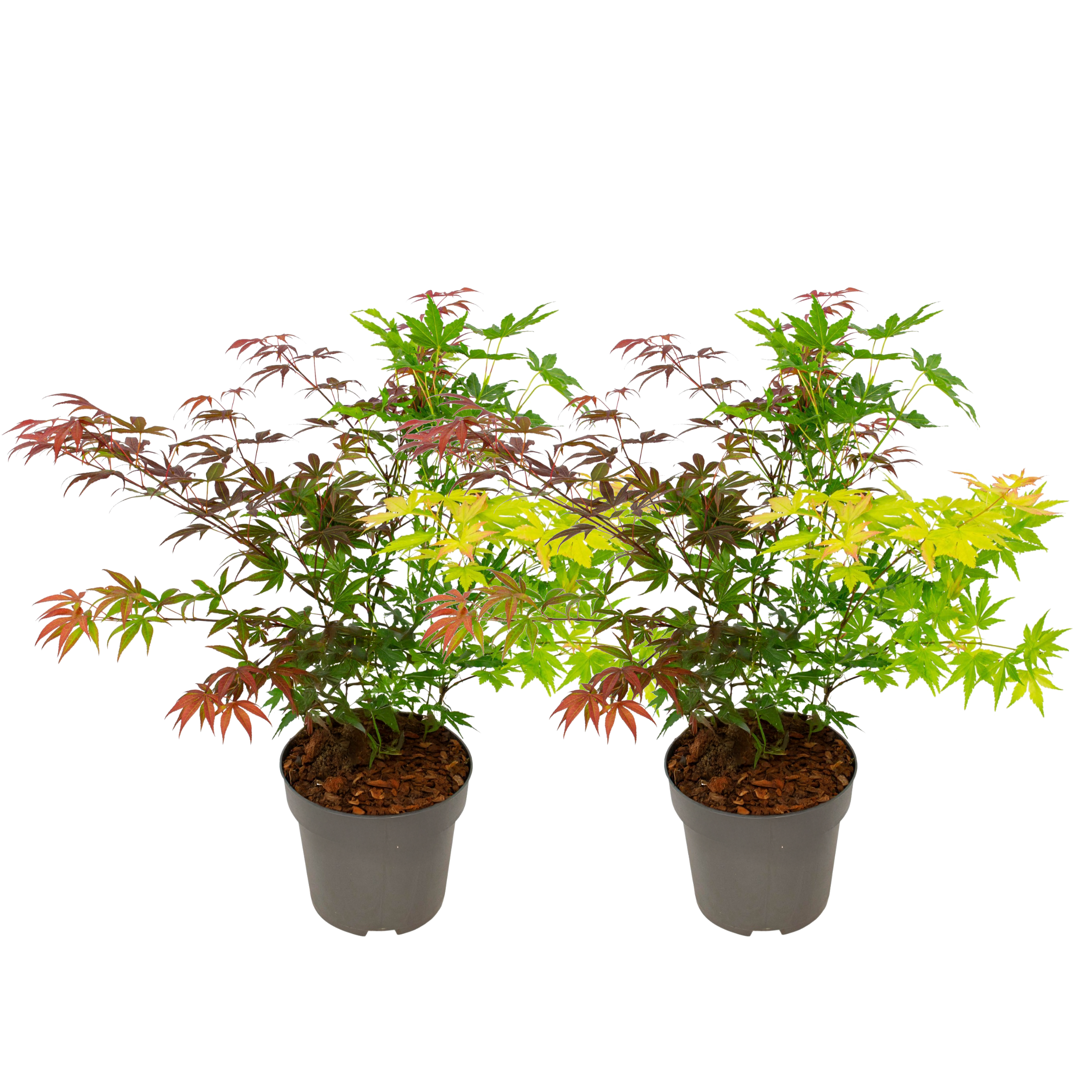 Japanse Esdoorn - Set van 2 - Acer palmatum'Festival'- Hoogte 60-70cm -⌀19cm afbeelding