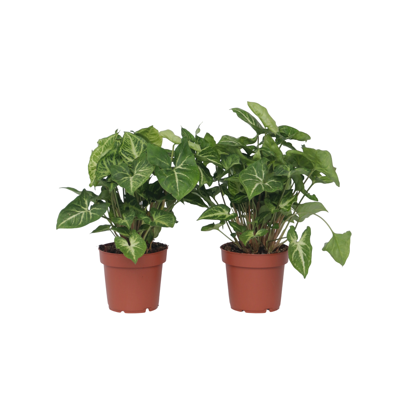 Pijlplant - Set van 2 - Syngonium podophyllum'Pixie'- Hoogte 25-40cm -⌀12cm afbeelding