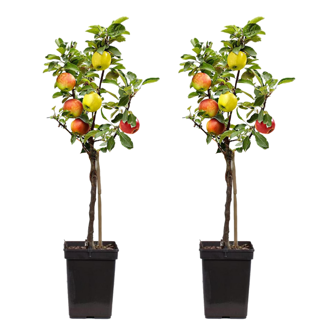 Klassieke Appelmix - Set van 2 - Malus - Hoogte 60-70cm -⌀17cm afbeelding