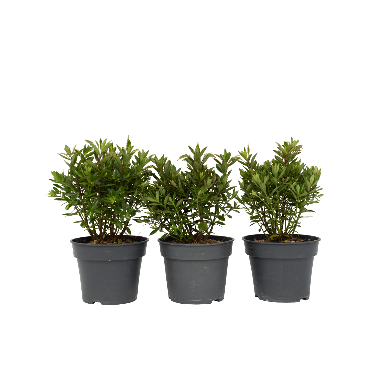 Struikveronica - Set van 3 - Hebe All Blooms'Ranaia'- Hoogte 30-35cm -⌀13cm afbeelding