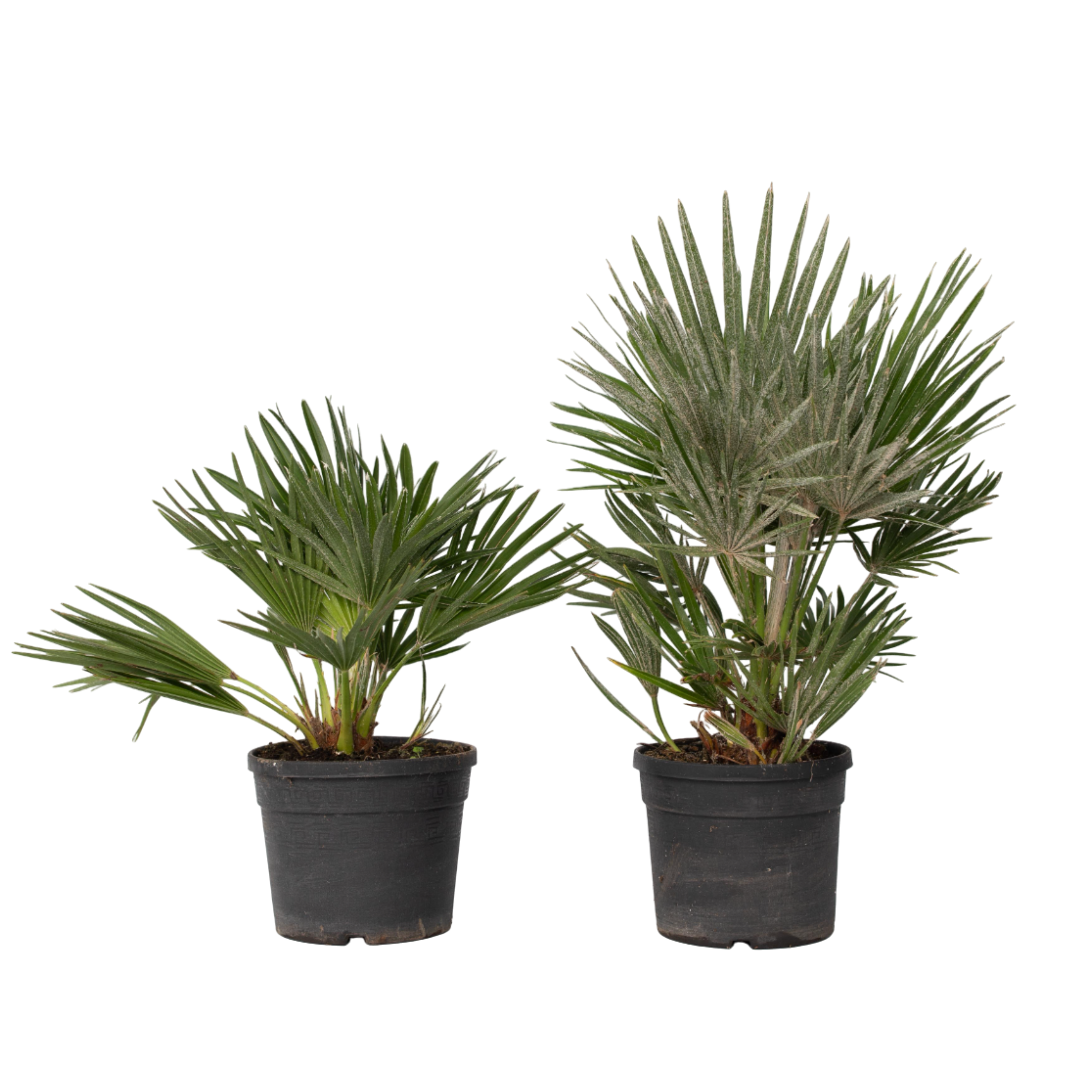 Dwergpalm - Set van 2 - Chamaerops'Vulcano'- Hoogte 35-45cm -⌀19cm afbeelding