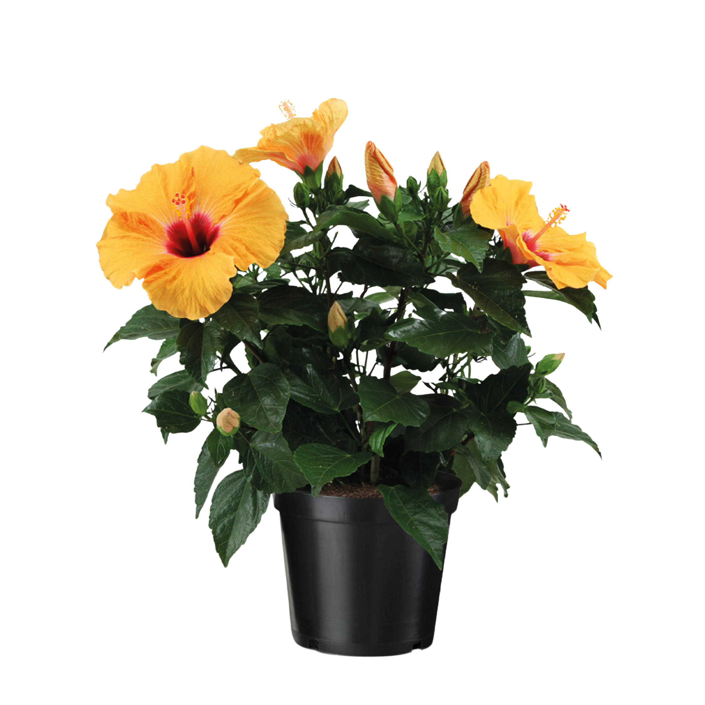 Chinese roos - Hibiscus rosa-sinensis - Oranje - Hoogte 40-50cm -⌀17cm afbeelding