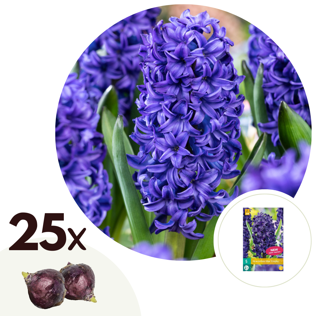 Hyacintenbollen - Set van 25 - Hyacinthus'Blue Trophy'- Bloembollen - Blauw afbeelding
