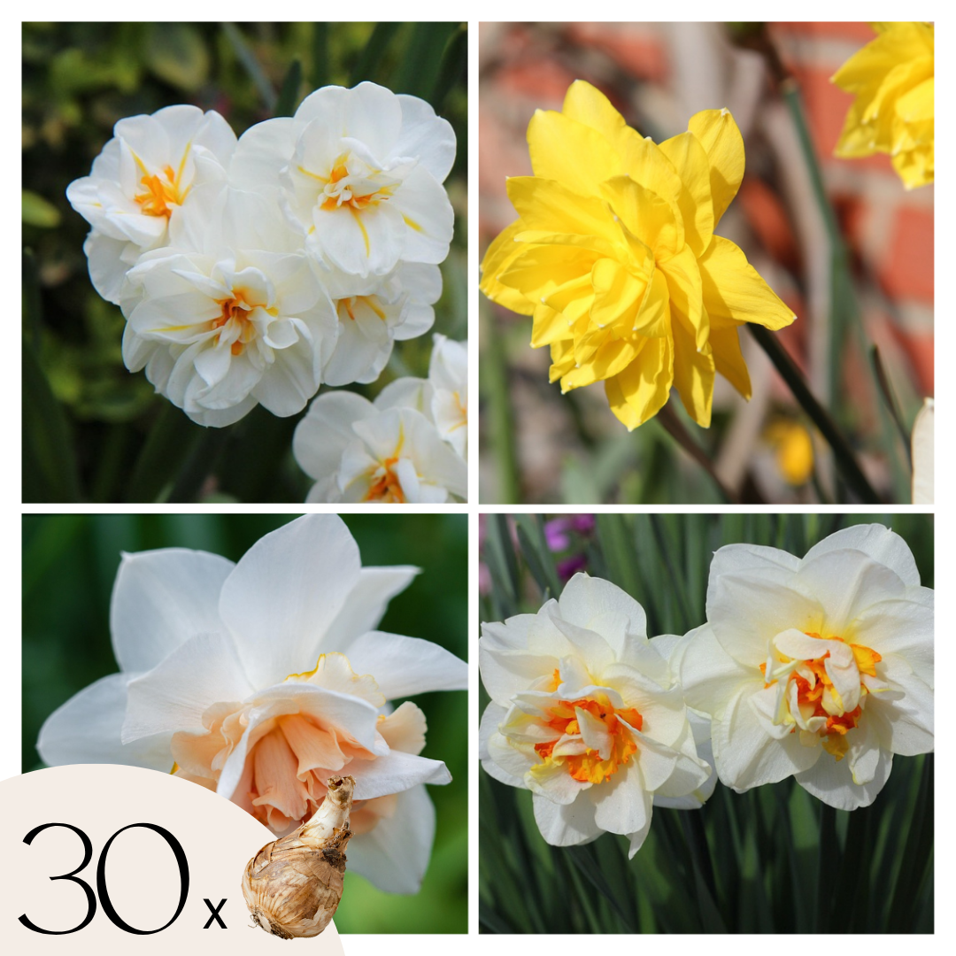 Narcissen - Set van 30 - Narcissus'Double Mix'- Bloembollen afbeelding