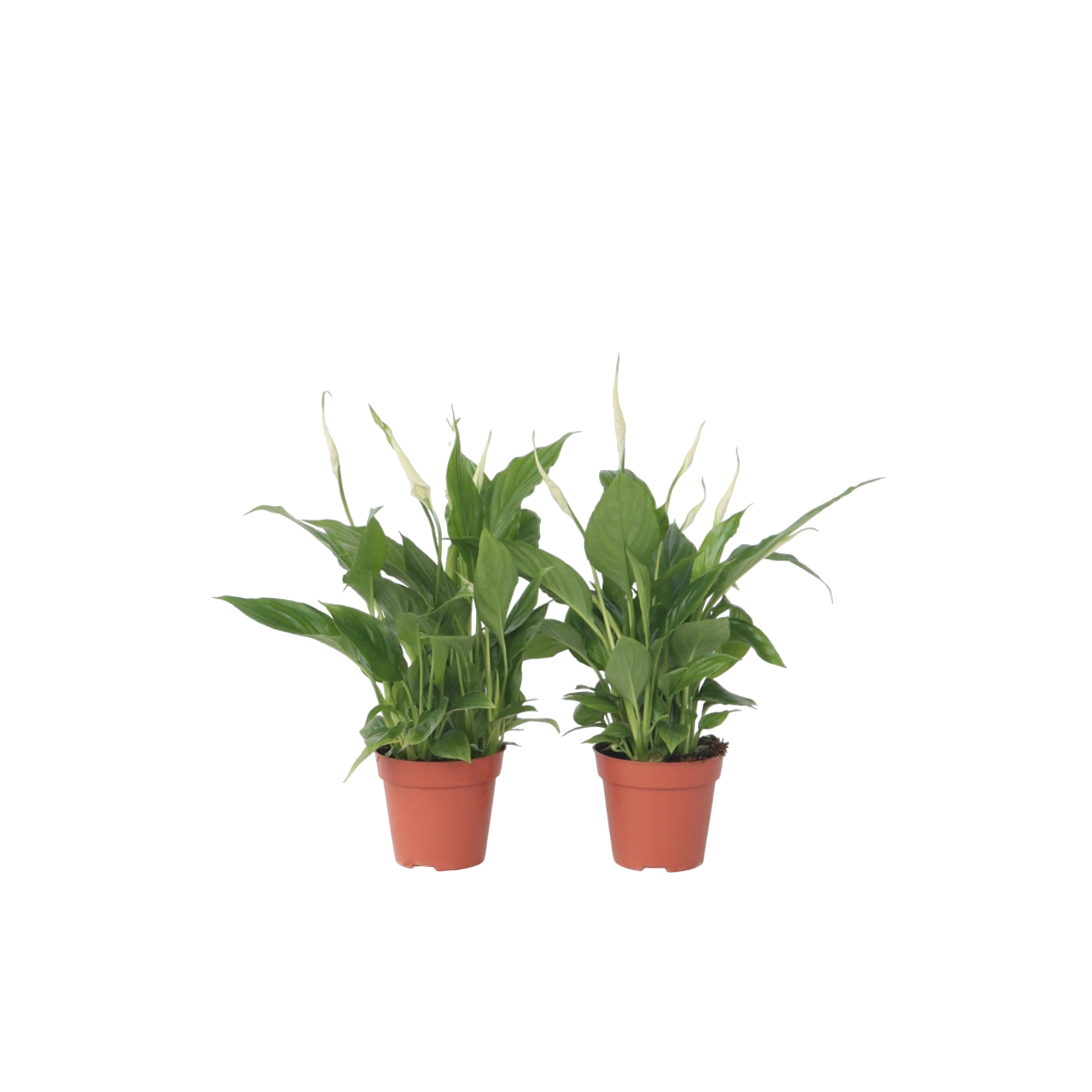 Lepelplant - Set van 6 - Spathiphyllum'Torelli'- Hoogte 30-45cm -⌀12cm afbeelding