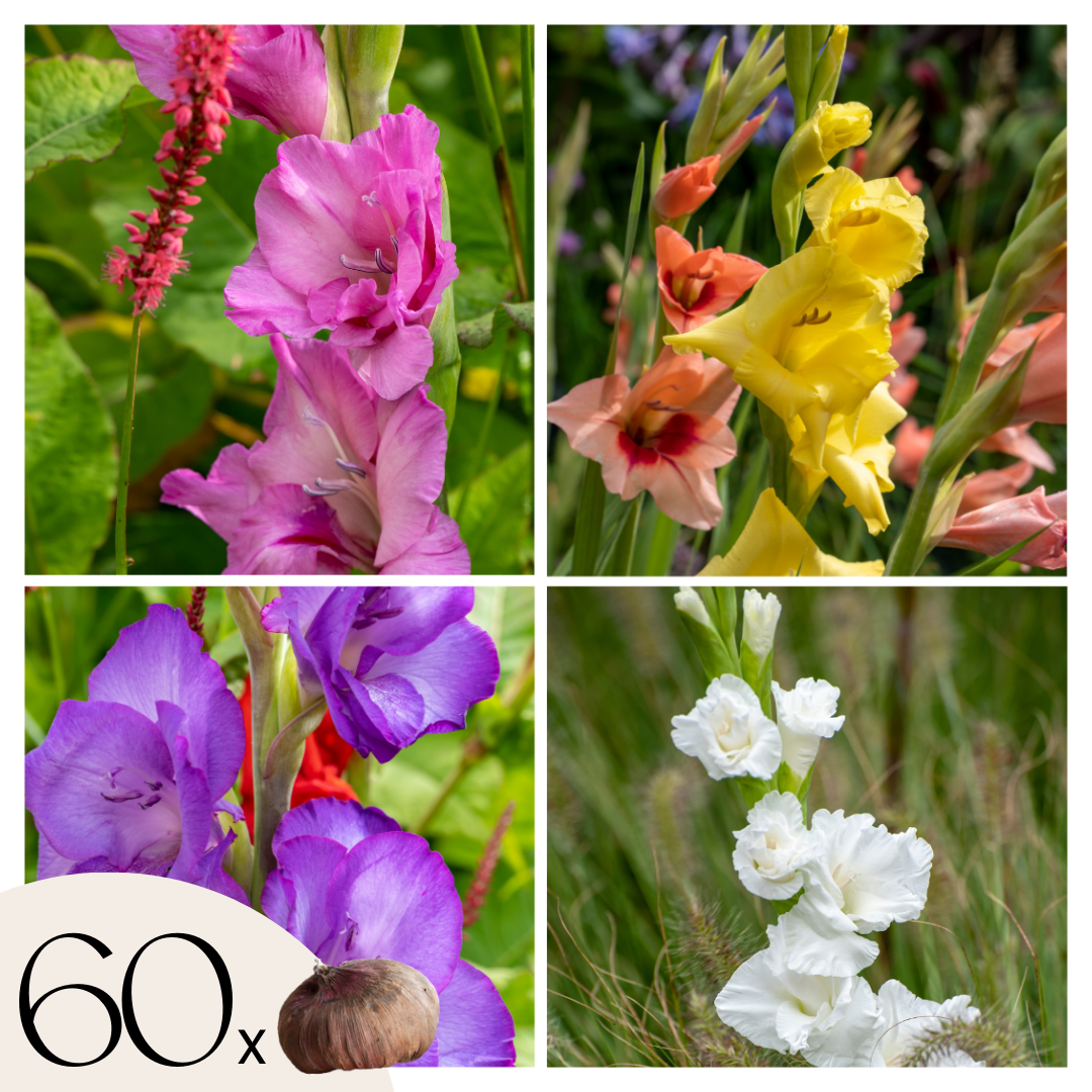 Gladiolen - Zwaardlelie - Set van 60 - Gladiolus Mix - Bloembollen afbeelding