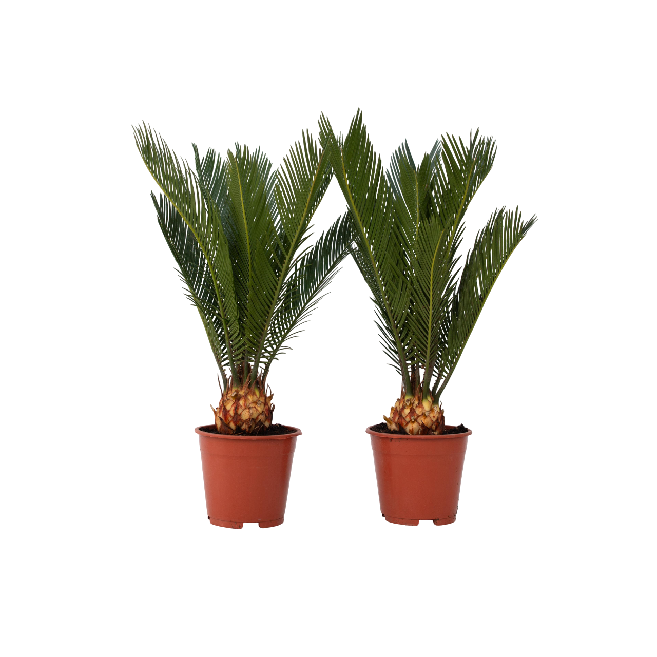 Vredespalm - Set van 2 - Cycas revoluta - Hoogte 45-60cm -⌀15cm afbeelding