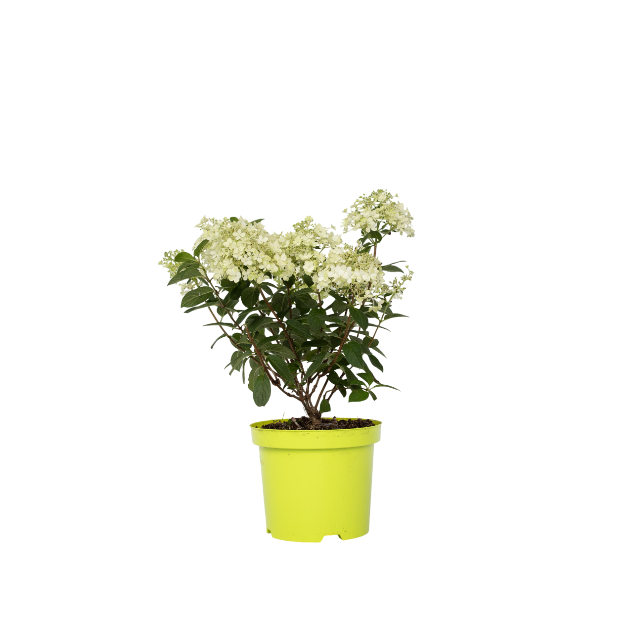Pluimhortensia - Hydrangea paniculata'Bobo'- Hoogte 25-40cm -⌀19cm afbeelding
