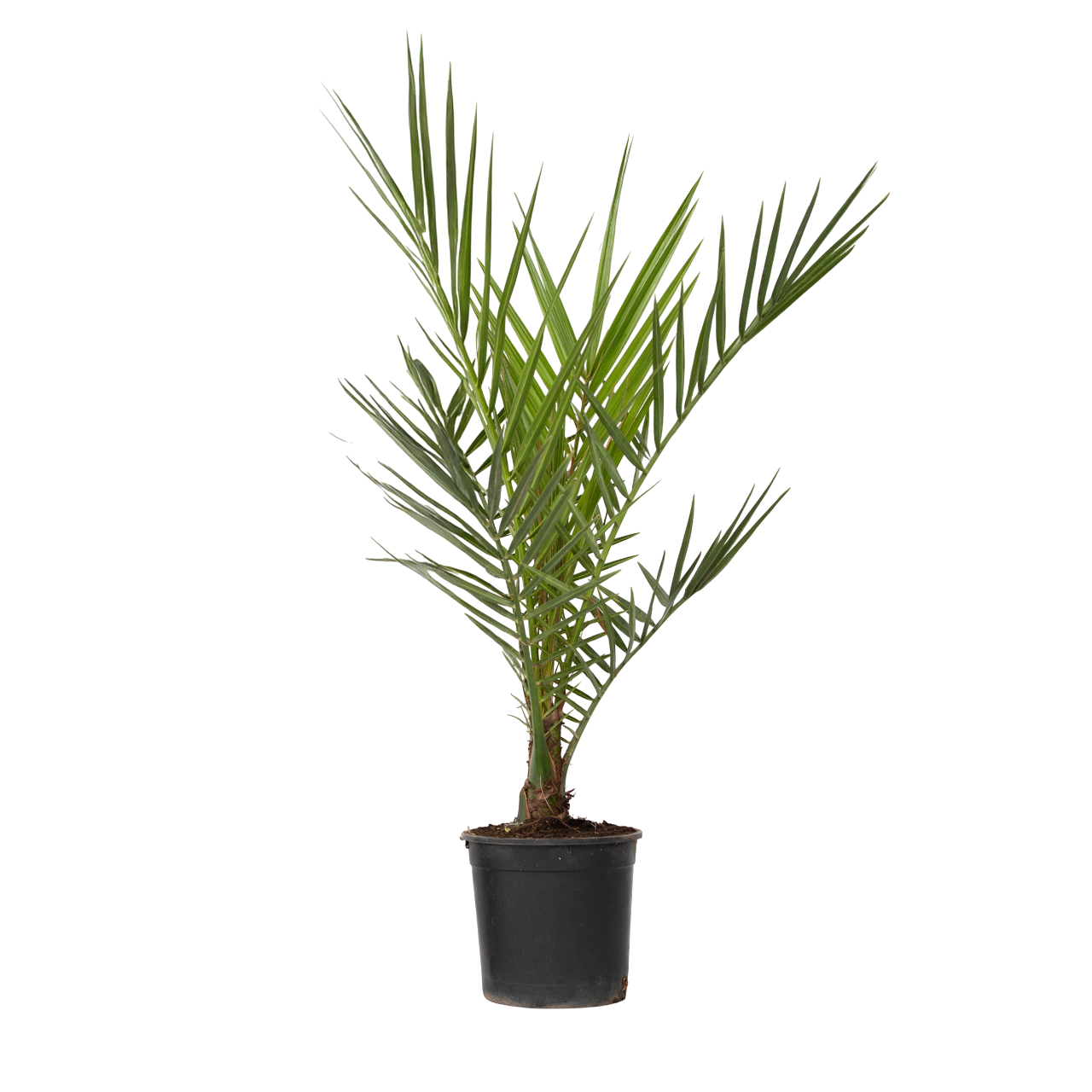 Canarische Dadelpalm - Phoenix canariensis - Hoogte 50-60cm -⌀15cm afbeelding