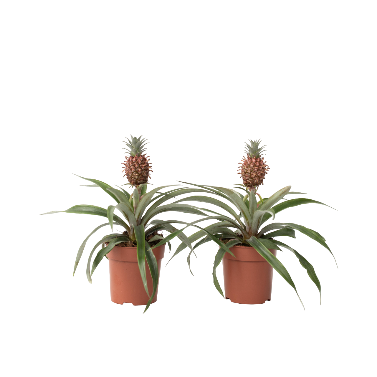 Bromelia - Set van 2 - Ananas comosus'Mi Amigo'- Hoogte 35-45cm -⌀12cm afbeelding