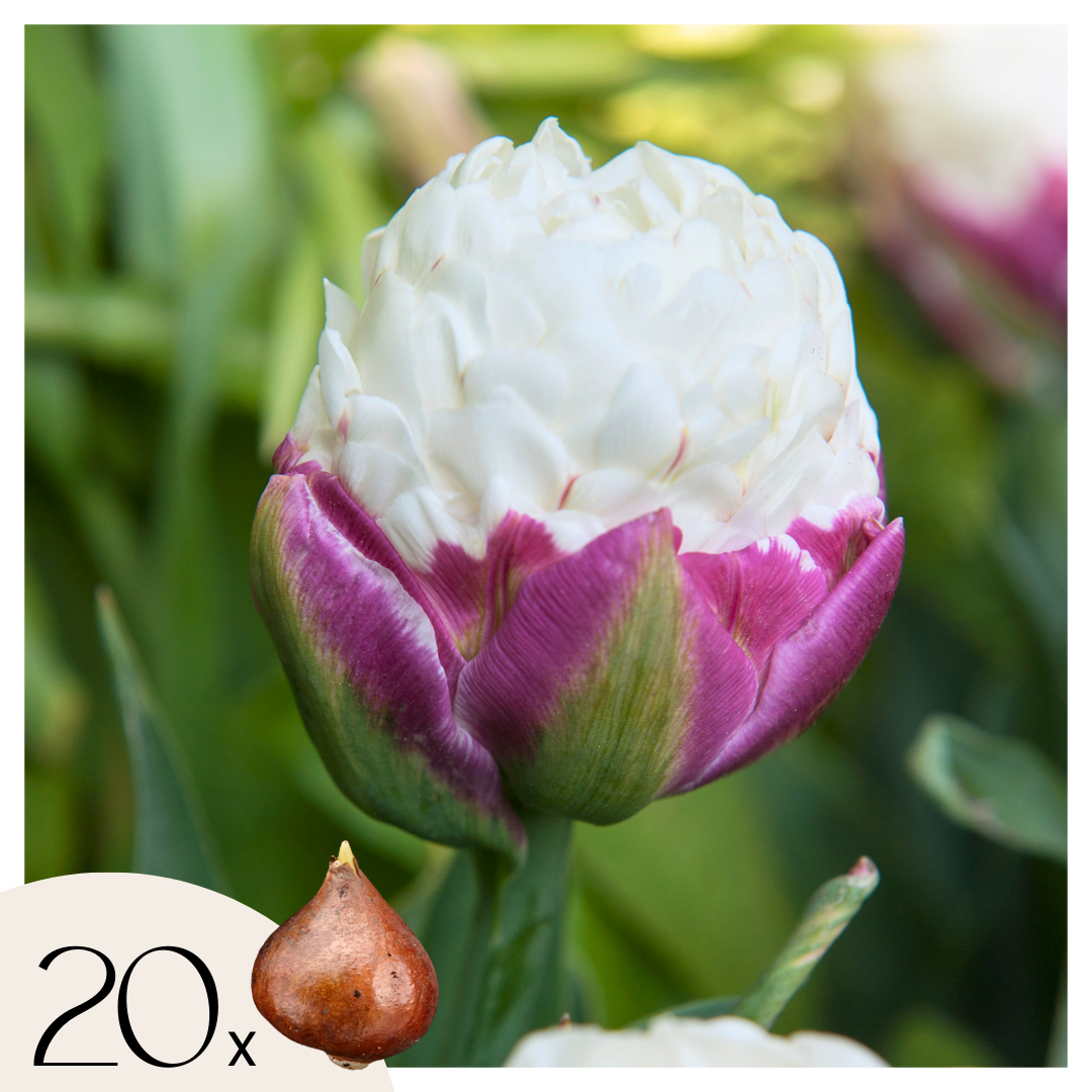 Tulpenbollen - Set van 20 - Tulipa'Ice Cream'- Bloembollen - Paars afbeelding