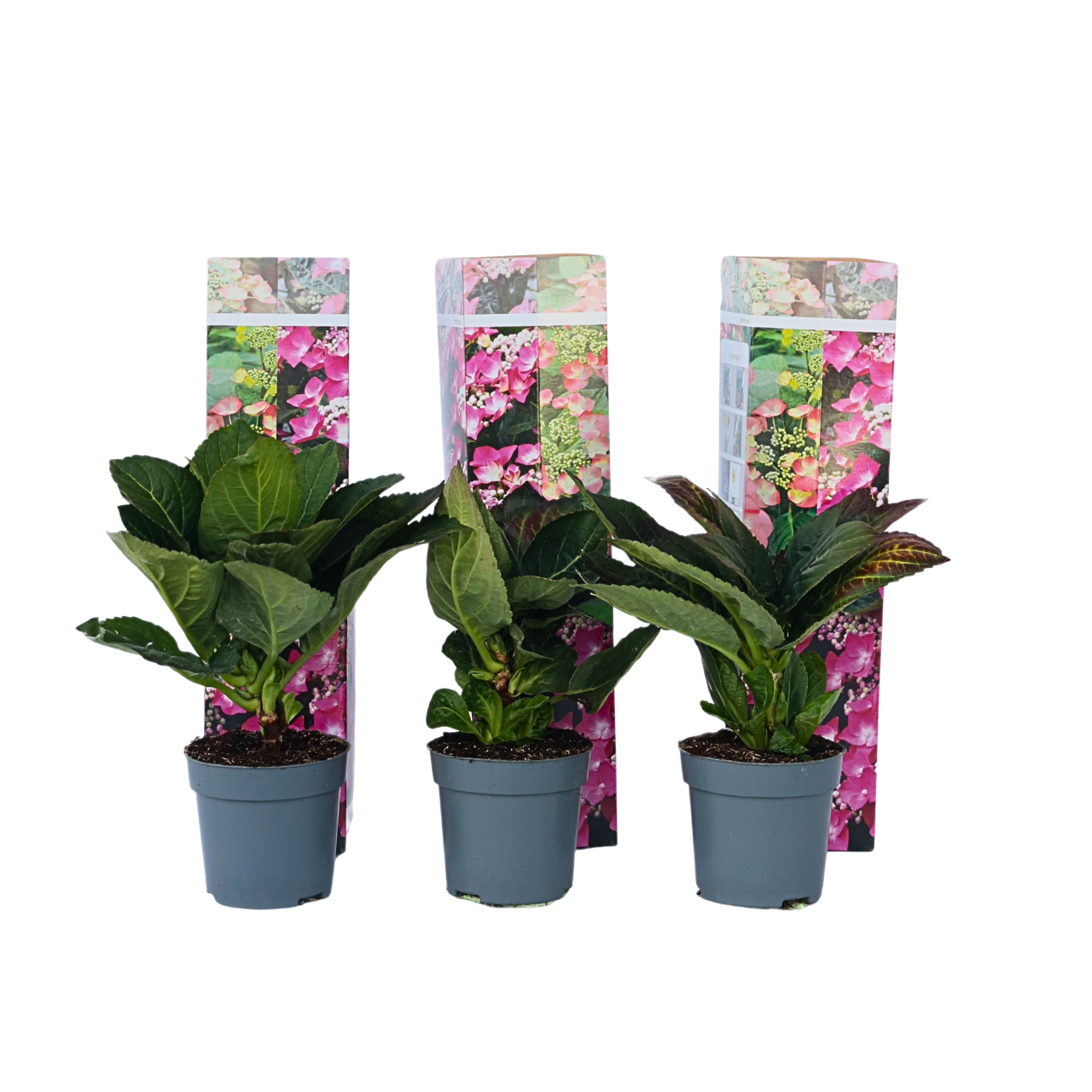 Hortensia - Set van 6 - Hydrangea'Red Bull'- Hoogte 25-40cm -⌀9cm afbeelding