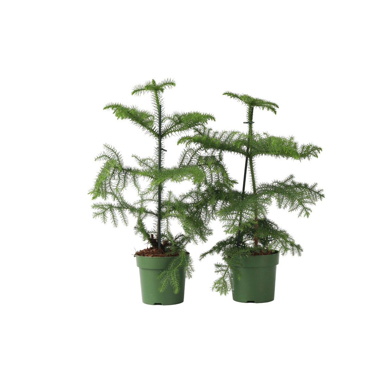 Kamerden - Set van 2 - Araucaria heterophylla - Hoogte 45-55cm -⌀14cm afbeelding