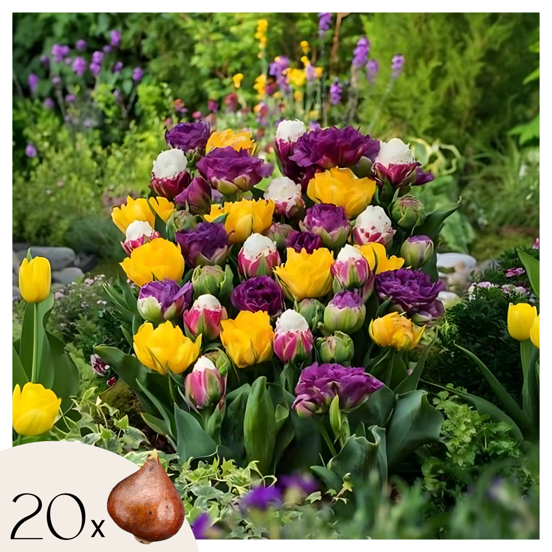 Tulpenbollen - Set van 20 - Tulipa'Candy Love'- Bloembollen afbeelding