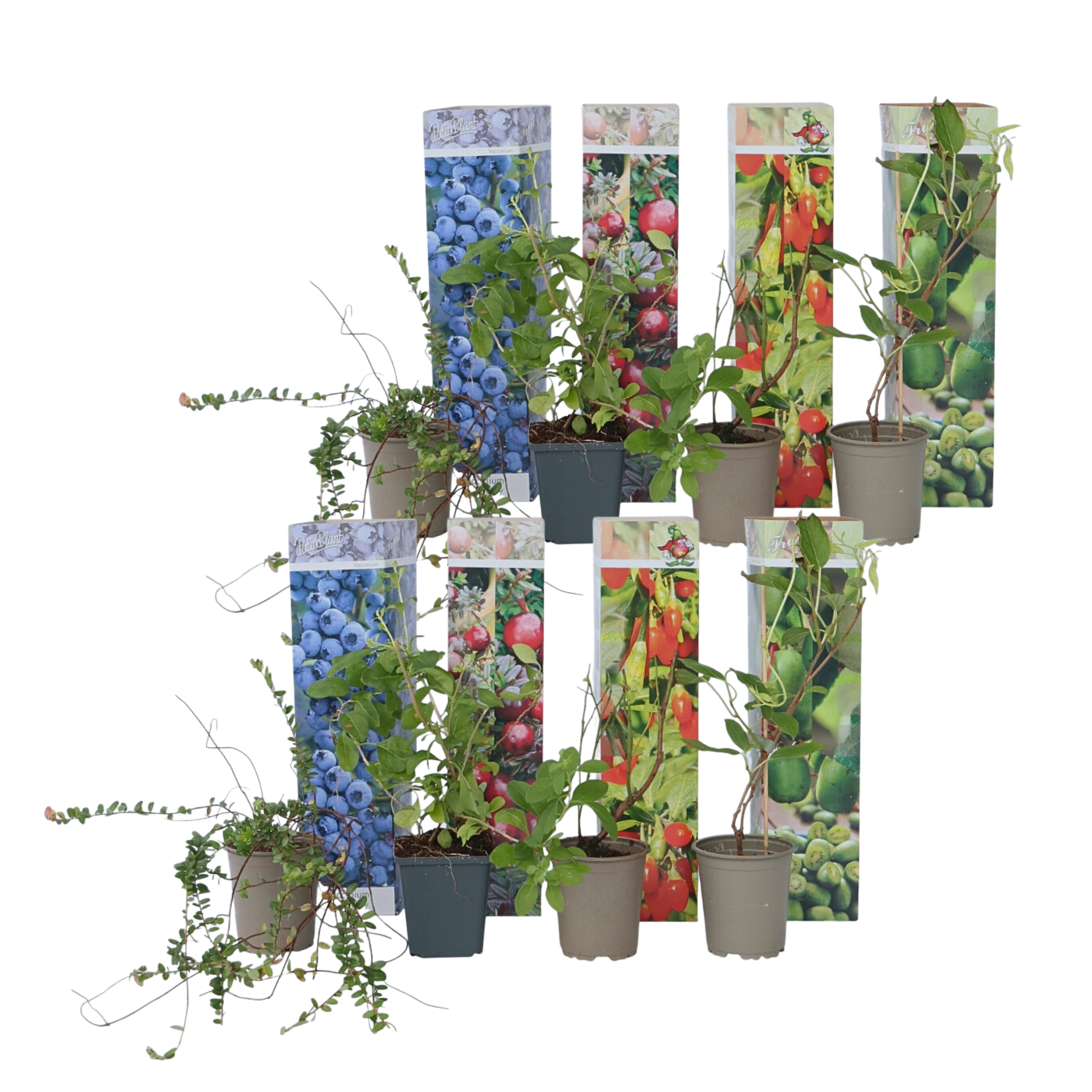 Fruitstruiken - Set van 8 - Actinidia, Vaccinium, Lycium - Hoogte 25-40cm -⌀9cm afbeelding