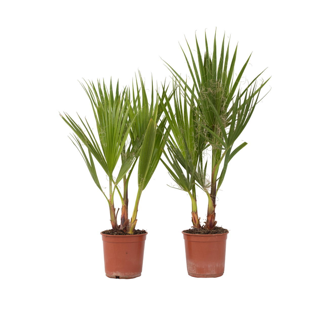 Mexicaanse waaierpalm - Set van 2 - Washingtonia - Hoogte 50-60cm -⌀15cm afbeelding