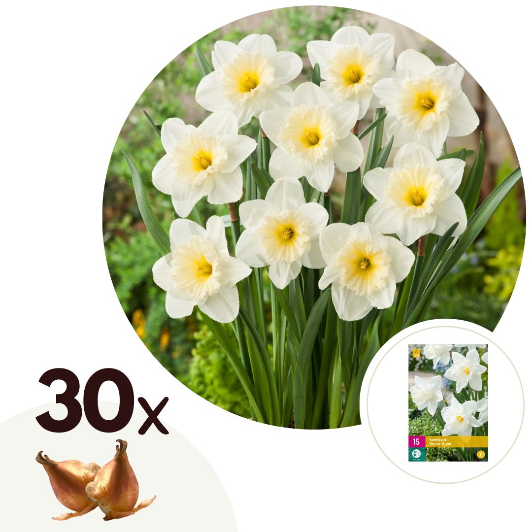 Narcissen - Set van 30 - Narcissus'Mount Hood'- Bloembollen - Wit afbeelding