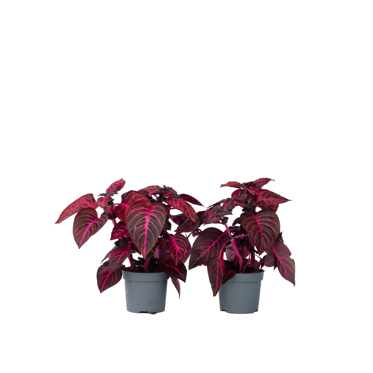 Biefstukplant - Set van 2 - Iresine herbstii - Hoogte 20-30cm -⌀13cm afbeelding