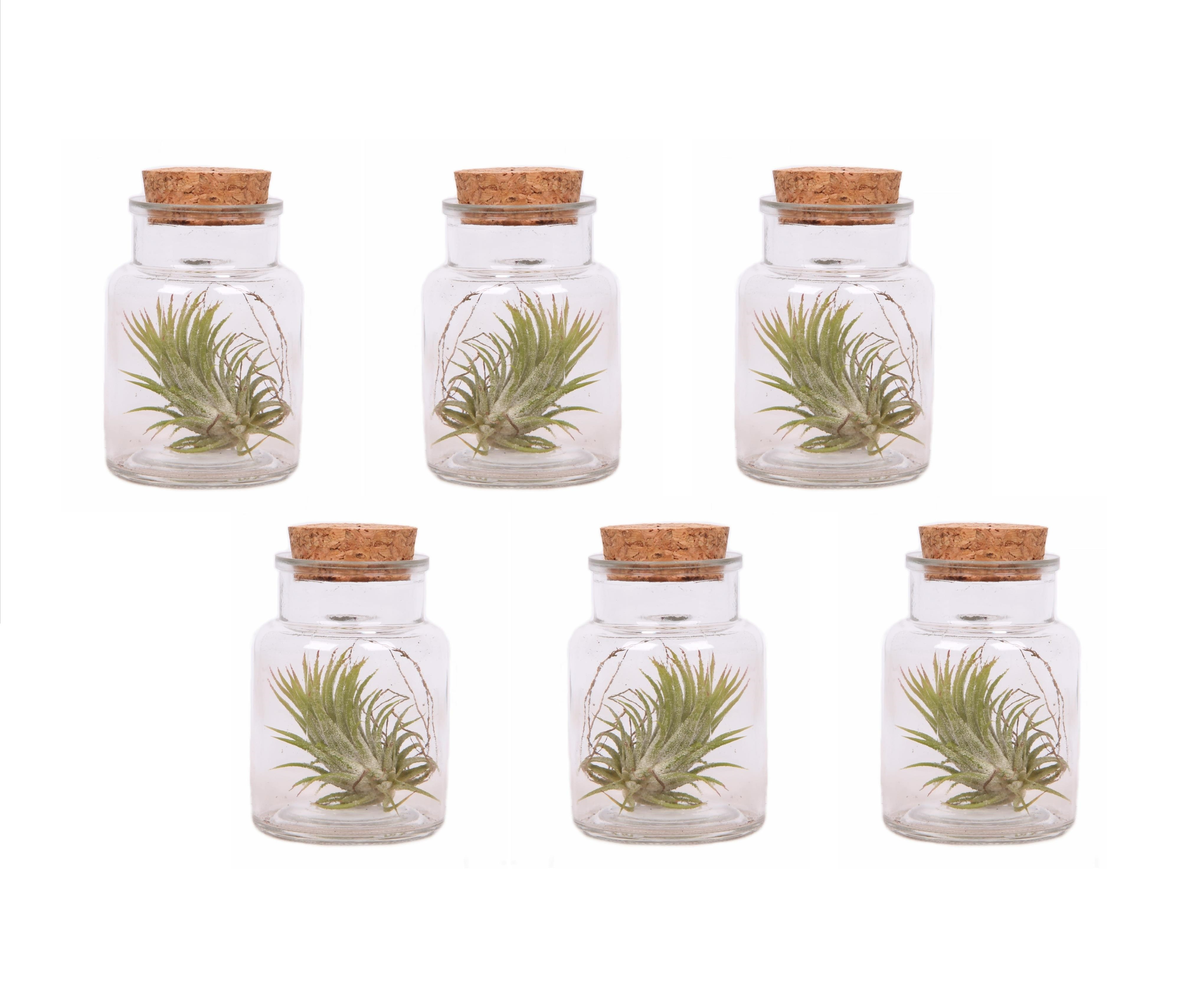Luchtplantjes - Set van 6 - Tillandsia - Hoogte 5-15cm -⌀5cm afbeelding