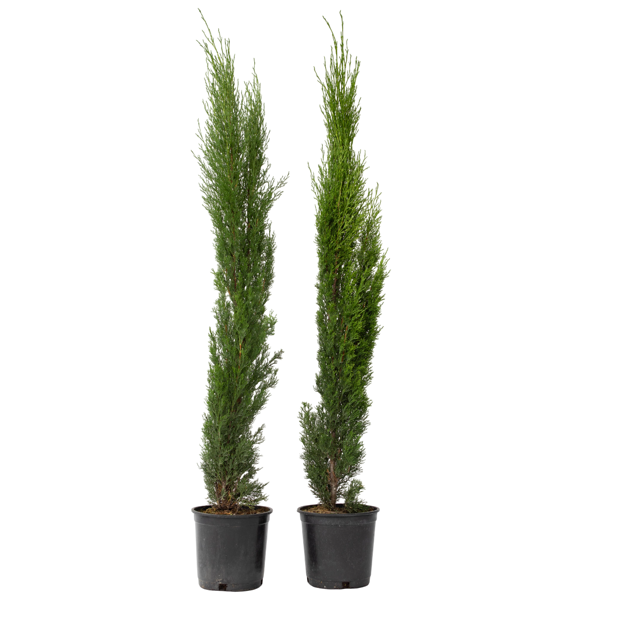 Italiaanse cipres - Set van 2 - Cupressus sempervirens - Hoogte 70-80cm -⌀19cm afbeelding