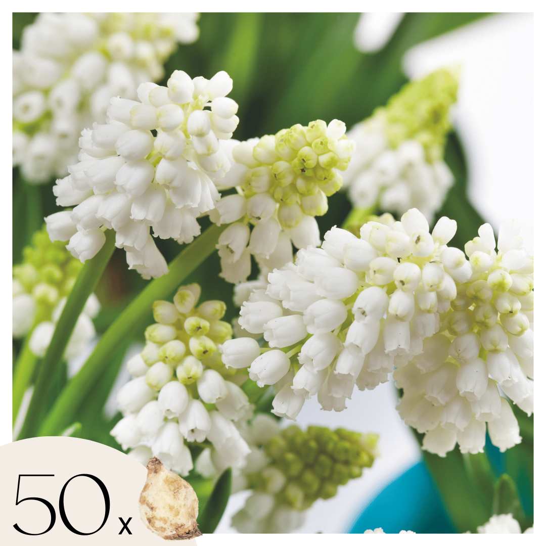 Blauwe Druifjes - Set van 50 - Muscari'White Magic'- Bloembollen - Wit afbeelding