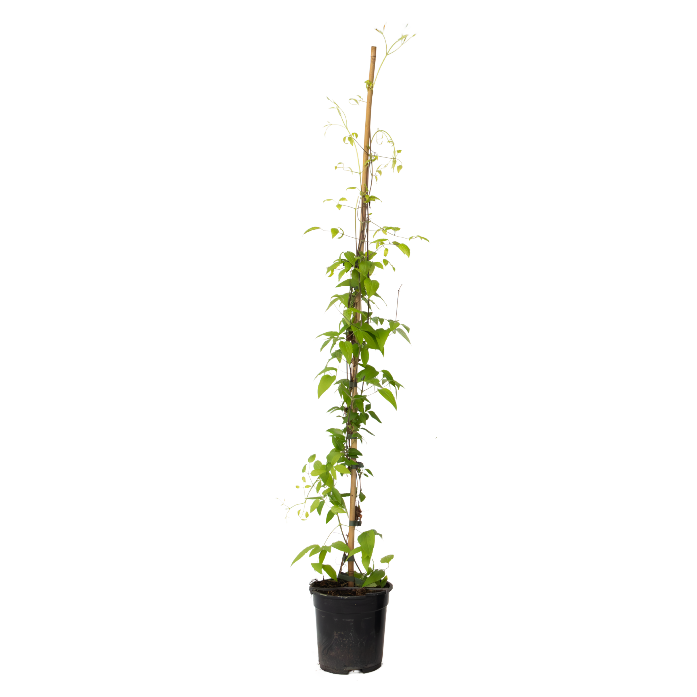 Bosrank - Clematis'The President'- Hoogte 100-120cm -⌀17cm afbeelding