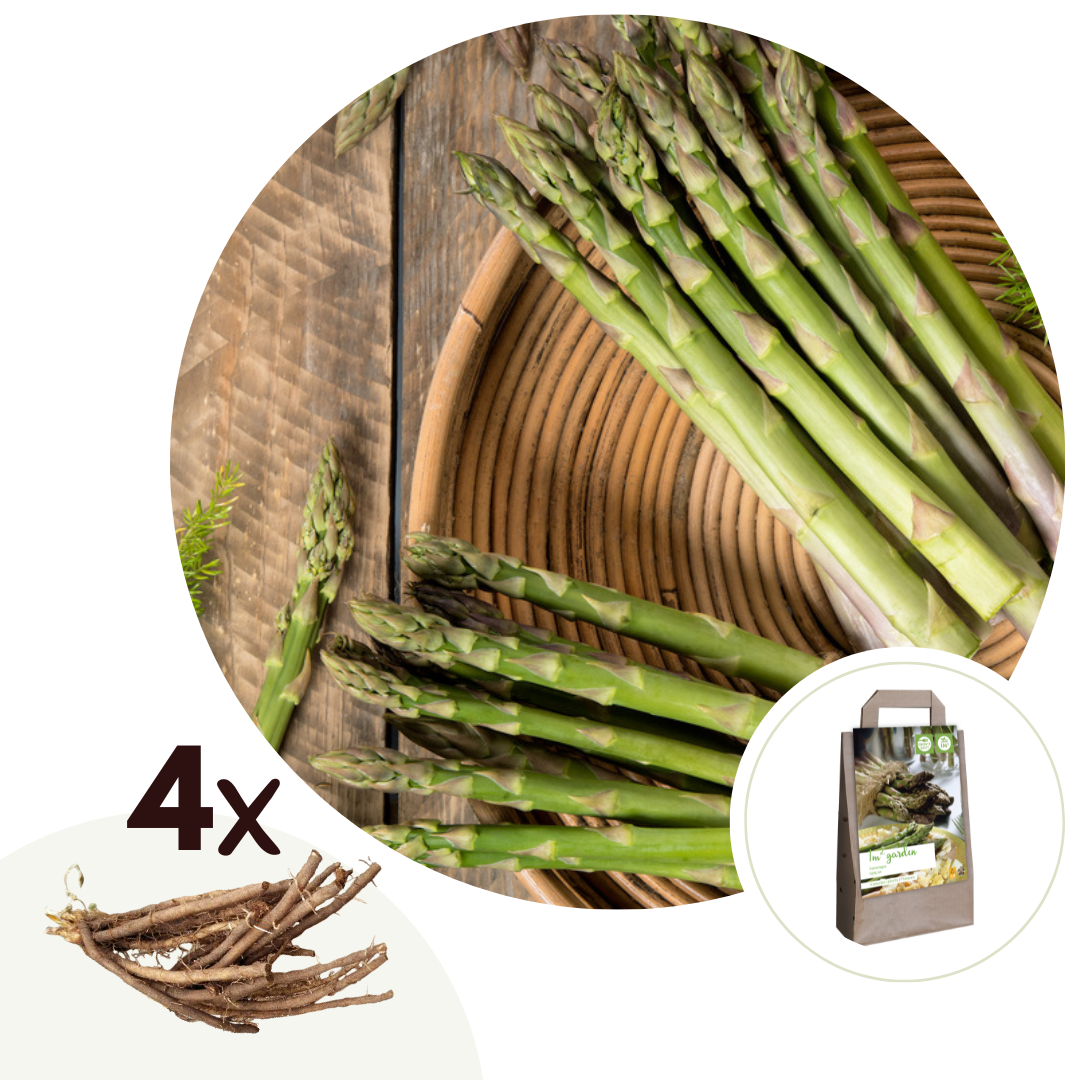 Groene Asperges - Set van 4 - Asparagus'Gijnlim'- Wortelstokken afbeelding